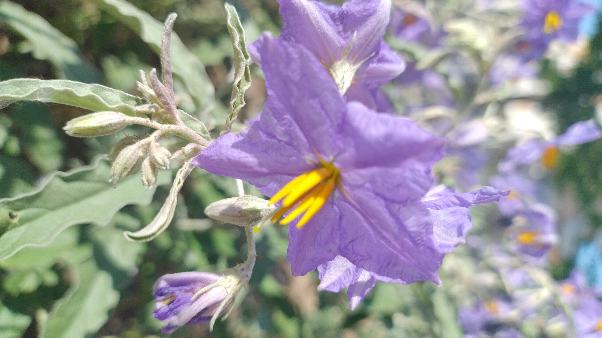 A close-up, vertical shot captures a cluster of purple flowers with yellow centers, appearing in full bloom against a blurred green and white background. The flowers exhibit delicate, ruffled petals and are supported by thin, light-green stems. In the foreground, several unopened flower buds are visible, enclosed in pale green sepals. The environment suggests an outdoor setting, possibly a garden or natural landscape, with a hint of blue sky at the top. The image does not depict any people, structures, or specific landmarks that would indicate its location within Perea, Greece.
