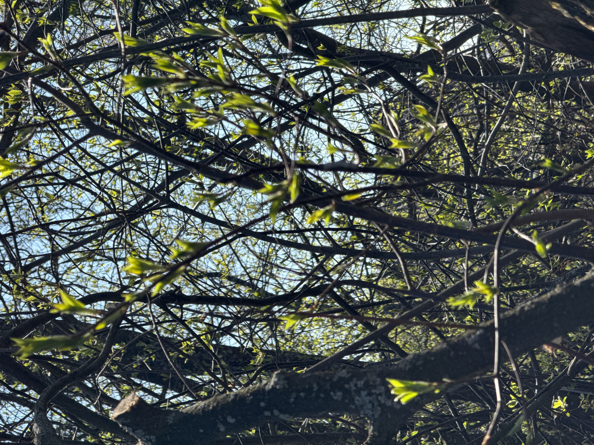 The image shows a view looking up into the branches of a tree. The branches are mostly bare, with some small, emerging green leaves. The sky is visible through the branches. The image was captured in Nizhnyaya Chermoda, Russia. The branches intersect creating a maze-like effect. The bark is rough.