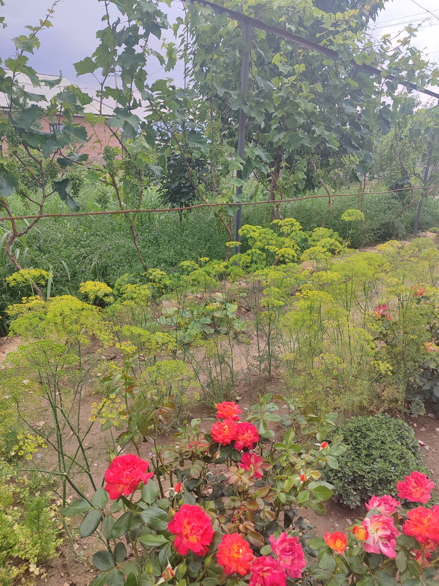 This is a medium-angle, eye-level, vertical shot of a garden in Жаңы-Абад, Kyrgyzstan. The garden is filled with various plants, including lush green foliage, delicate yellow flowers, and vibrant red and pink roses. In the background, grapevines are visible, with small green grapes hanging from their branches. A brick building with a white roof is partially visible behind the grapevines. The scene appears to be set during the daytime, with an overcast sky. The overall atmosphere is peaceful and natural, suggesting a well-tended garden. There are no people or text visible in the image.