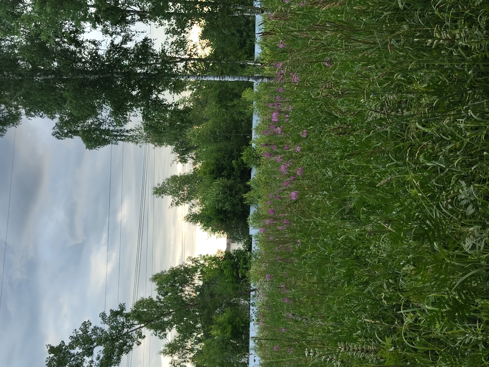 The image shows a natural scene with trees and vegetation, likely in Цибино, Russia. On the left side of the frame, tall green trees, including what appears to be birch trees with white bark, dominate the view. Power lines are visible strung between poles, suggesting proximity to human infrastructure. The sky above is overcast with clouds, hinting at a potentially gloomy or overcast day. On the right side of the image, a dense field of green vegetation, including tall grasses and some flowering plants with small purple blossoms, creates a vibrant contrast to the trees and sky. The vegetation is lush and appears to be growing wild. The overall impression is one of a natural landscape, possibly on the outskirts of a settlement, with elements of both nature and human presence. The lighting suggests it might be daytime, possibly late afternoon or early evening, given the diffused light through the clouds. No people or specific objects are the primary focus, but the elements of nature and the presence of power lines are key features of the scene.