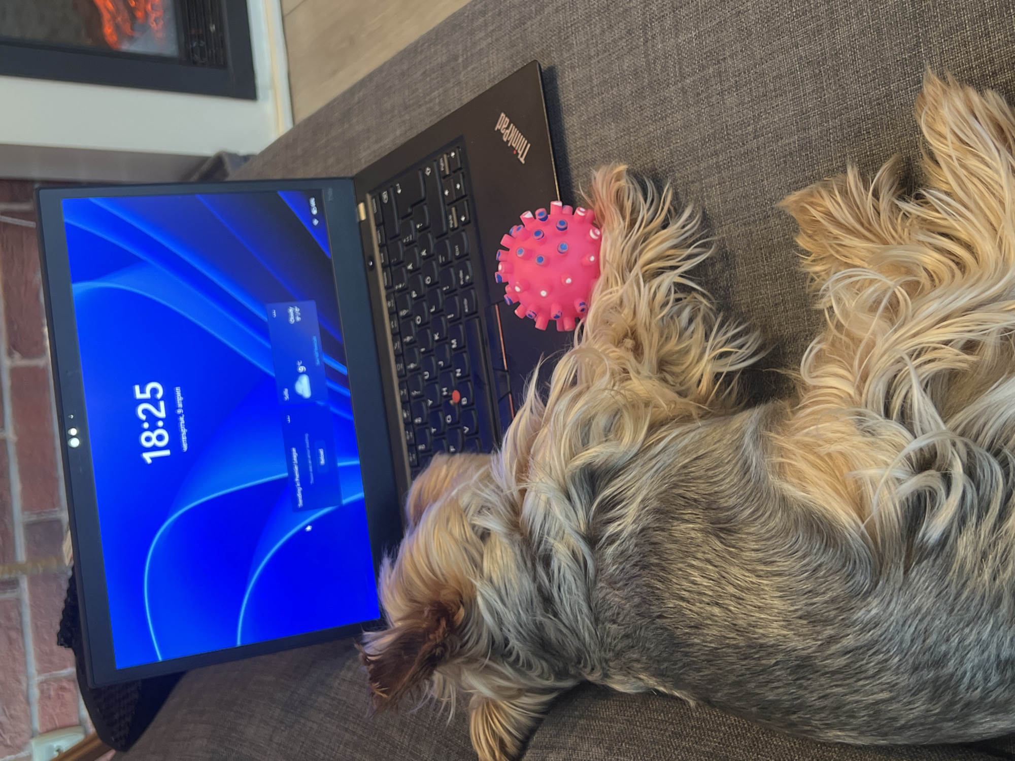 The image shows a laptop computer and a dog resting on a gray sofa. The laptop is open and displays a screen with the time "18:25" and date "четвъртък, 9 април" (Thursday, April 9th), suggesting the display language is Bulgarian. The background image on the laptop screen is blue. A red ThinkPad logo is visible on the laptop's closed portion. A pink, spiky toy ball is lying on the keyboard area, near the dog. The dog is medium-sized, with long, tan and gray fur. The dog is lying down, partially on the keyboard, with its head near the screen and its body extending along the sofa. In the background, a fireplace is partially visible. Given the displayed date and the Bulgarian date format, the location can be inferred as Sofia, Bulgaria.