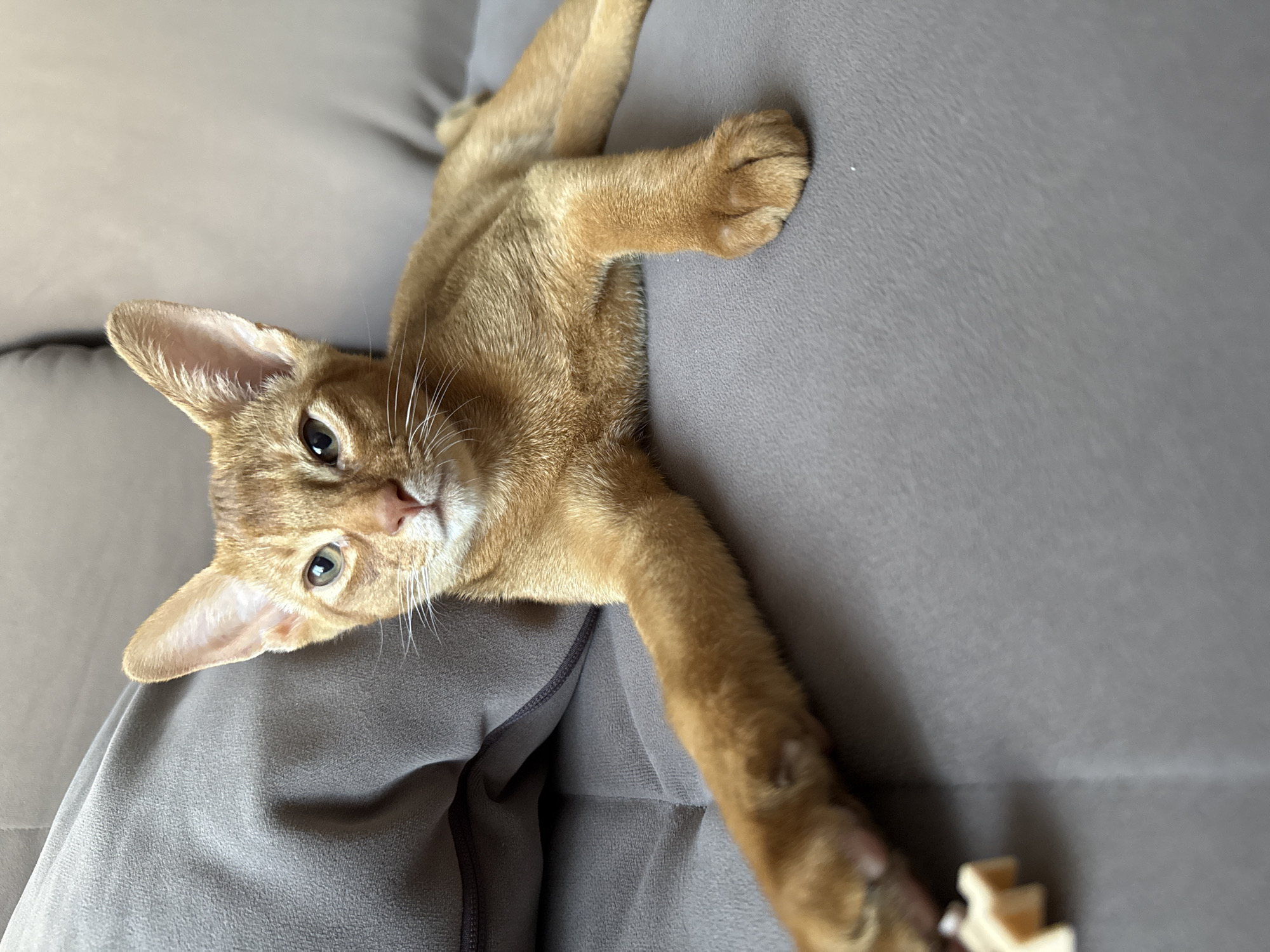 A ginger cat is lying on a grey sofa, with its body stretched out and its head turned towards the camera. The cat has large, pointed ears and striking green eyes. Its fur is a warm ginger color with faint tabby markings. One of its front paws is extended, resting on the sofa, while the other is slightly curled. The cat's tail is not visible in the frame.
The background is a soft, grey surface, likely the sofa upholstery, with some soft lighting creating gentle shadows. The lighting suggests it is daytime. The overall mood is relaxed and peaceful, with the cat appearing comfortable and possibly playful, given its pose. In the lower right corner of the image, a small, light-colored object, possibly a toy, is visible under the cat's paw.
The scene appears to be indoors, in a domestic setting, likely a living room. There is no visible text in the image. The location context provided is Stary Oskol, Russia.