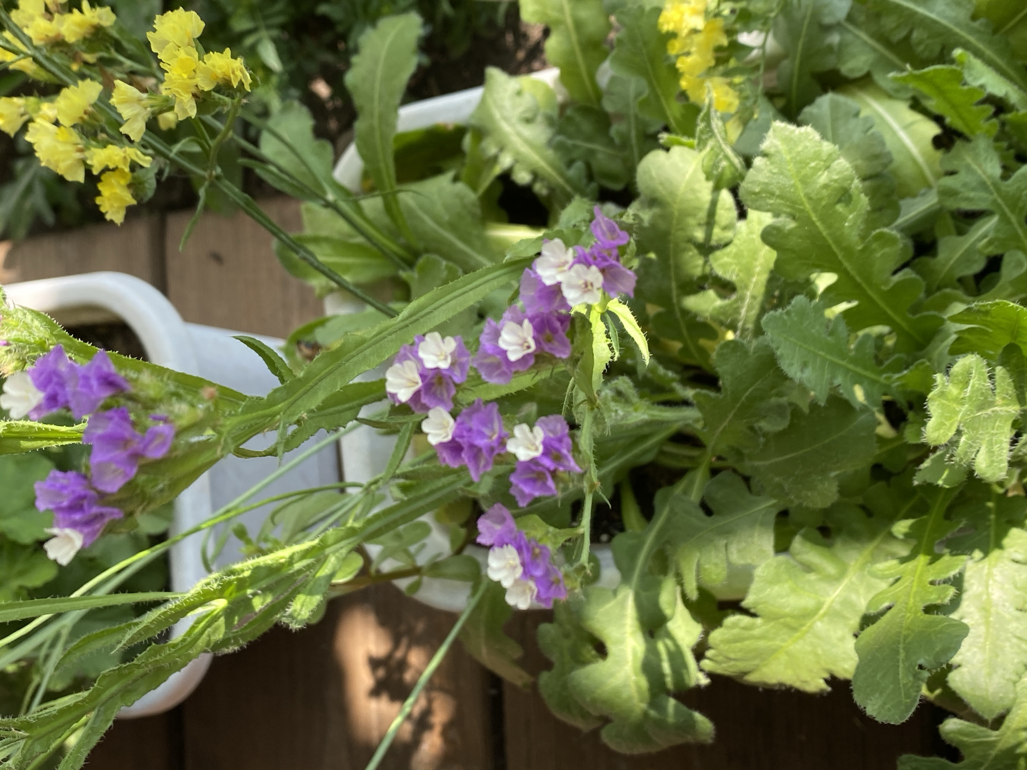 The image is a close-up of a planter filled with green leafy plants and small purple and white flowers, as well as some yellow flowers in the background. The planter is white and sits on a wooden surface. The scene is outdoors, with sunlight casting shadows on the wooden surface and highlighting the textures of the leaves and flowers. There are no people or animals visible in the image. The location in Besplemyanovskii, Russia is not depicted or suggested in the image.