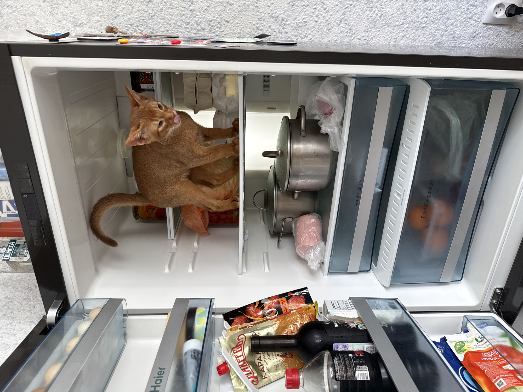 In a brightly lit kitchen in Stary Oskol, Russia, an open refrigerator is the primary subject. A sleek, modern appliance, it is filled with various food items and a curious feline. An orange abyssinian cat stands on the middle shelf, its body poised and its tongue sticking out as if about to lick something. The cat is the most prominent subject, occupying the center of the frame.
The refrigerator's shelves contain a diverse array of groceries. On the top shelf, a carton of eggs is visible. Below it, the cat stands amidst more food items, including packaged goods and a jar of preserves. The middle shelf holds two large stainless steel pots, one with its lid on, and a package of what appears to be meat. A transparent plastic bag with some contents is placed next to the pots. The lower shelves are less clearly visible, but contain drawers labeled "Fresh Control" and "Fruit & Vegetable." The door of the refrigerator, partially visible on the left, holds several bottles and packets of condiments, including a bottle of soy sauce and packets of sauces.
The overall environment is clean and organized, suggesting a well-maintained kitchen. The lighting is bright and even, casting minimal shadows. The background wall is textured and light-colored. The image captures a moment of everyday life, with the unexpected presence of a cat exploring the refrigerator adding a touch of humor and charm to the scene.