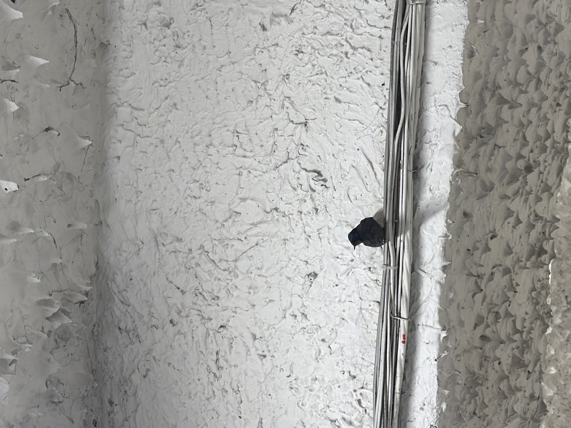 A small, dark-feathered bird is perched on a bundle of electrical wires against a textured white wall or ceiling. The wall surface exhibits varying textures: a section to the left appears rough, possibly cracked or peeling, while the central and right portions show a more consistent, undulating, and granular pattern, resembling stucco or sprayed insulation. The bird, dark in color, rests on the upper part of the vertically oriented wire bundle, with its head slightly lowered. The wires are predominantly white or light grey and appear to be secured together. One of the white wire casings within the bundle has a small red band with faint, unreadable black text. The lighting is diffused, suggesting an indoor or shaded setting. The scene is located in Plovdiv, Bulgaria.
