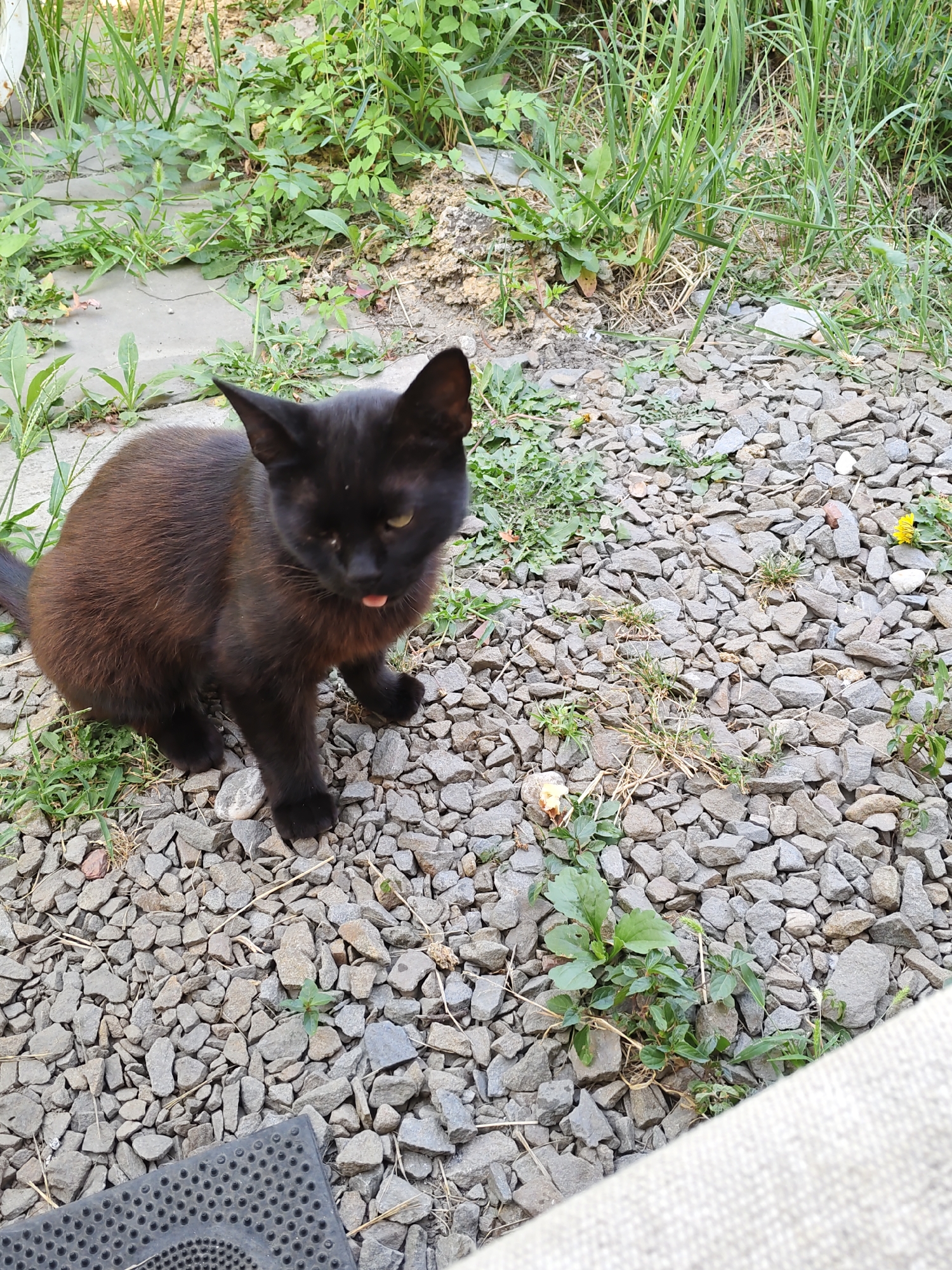 A black cat with a brown sheen sits on a bed of gray gravel. Its tongue is sticking out, and its eyes are a light yellow-green. The cat is positioned in the center of the image, facing slightly to the right. Behind the cat, there is a patch of green grass and some dirt. In the background, more grass and some concrete slabs are visible. The overall scene appears to be an outdoor urban environment, possibly a yard or alleyway in Rostov-on-Don, Russia.