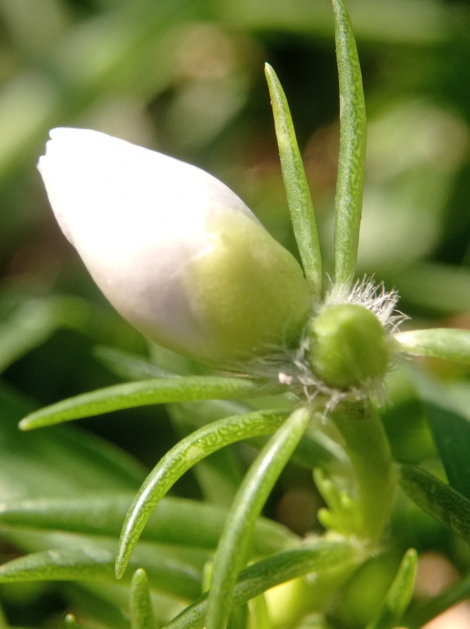 A close-up, macro photograph captures a white flower bud nestled amongst vibrant green foliage. The bud, delicate and closed, hints at the beauty it will soon reveal. Fine, white hairs adorn the base of the bud, adding a touch of soft texture to the scene. The surrounding leaves are slender and pointed, their surfaces appearing smooth and slightly waxy. The background is a soft blur of greens, suggesting a natural, outdoor setting, likely a garden or a park in Mulyoagung, Indonesia, bathed in natural light. No people or specific actions are depicted.