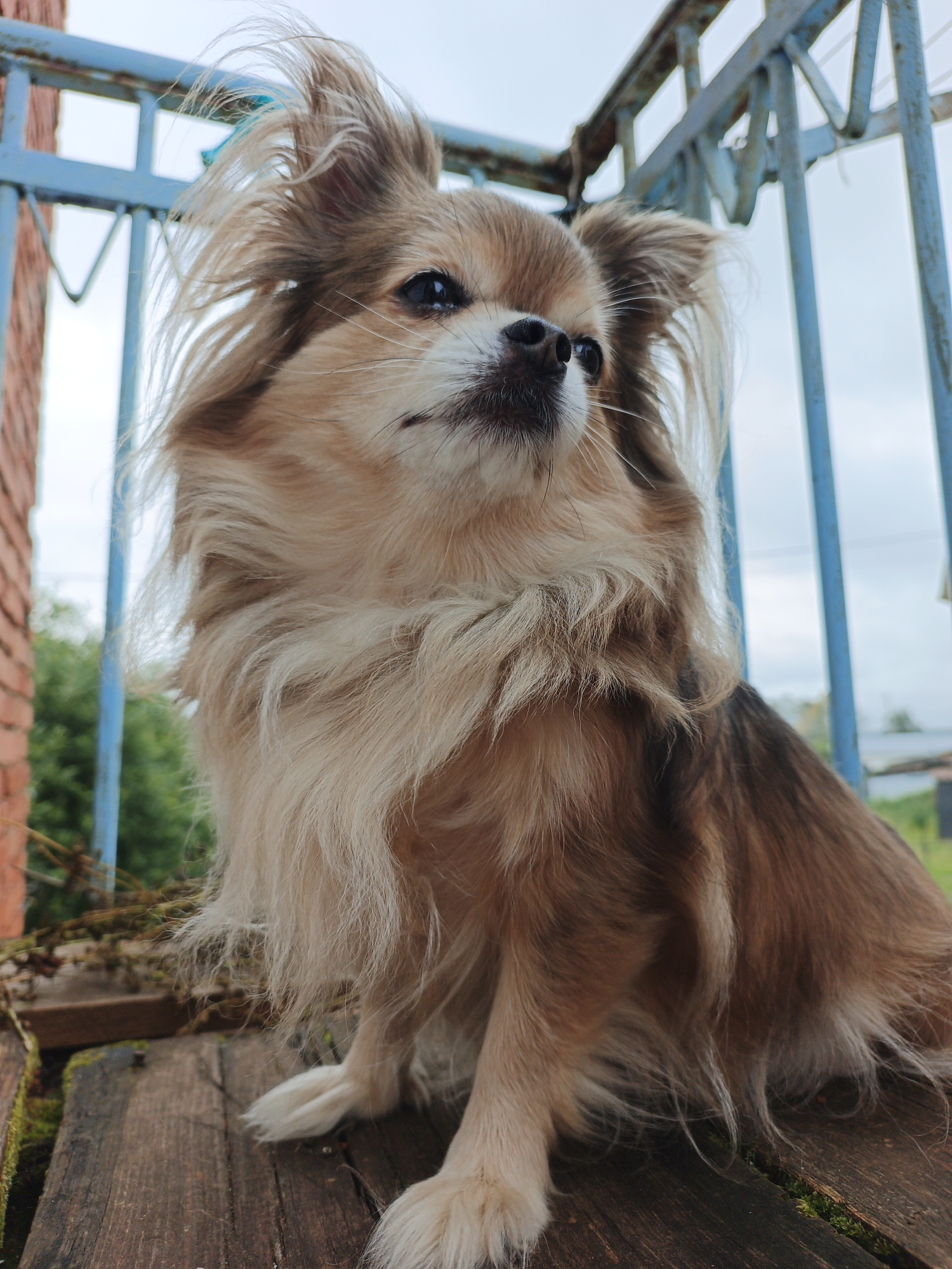A long-haired, light brown Chihuahua sits on a weathered wooden surface. The dog is positioned in the foreground, facing to the right with its head turned slightly upwards, appearing to look at something off-camera. Its fur is fluffy and untamed, with longer strands around its face and neck. The dog has dark eyes and a dark nose. Behind the dog, a light blue metal railing with some signs of rust is visible, suggesting an outdoor location like a balcony or porch. In the background, out-of-focus greenery and a cloudy sky can be seen. The wooden surface has visible grain and some patches of moss. The overall scene appears to be captured in an outdoor setting, likely in Medvedyovka, Russia, given the context.