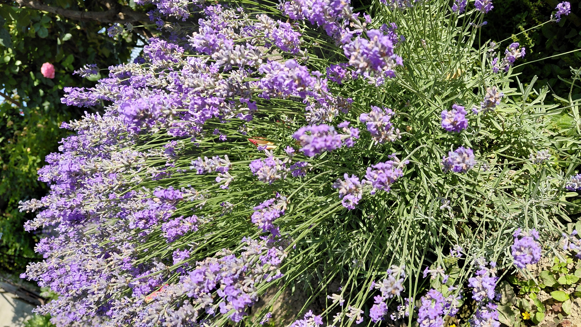 A close-up, overhead shot captures a lush bush of lavender in bloom. The lavender flowers are a vibrant purple, clustered densely on tall, green stems. The leaves of the plant are a muted green-grey, with a fine, textured appearance. The background is softly blurred, showing hints of greenery, a hint of brown bark, and a single, small pink rose in the upper right quadrant. Sunlight dapples through the foliage, highlighting the delicate details of the lavender blooms. The scene appears to be an outdoor garden setting. There is no visible indication of the city of Uzhhorod, Ukraine.