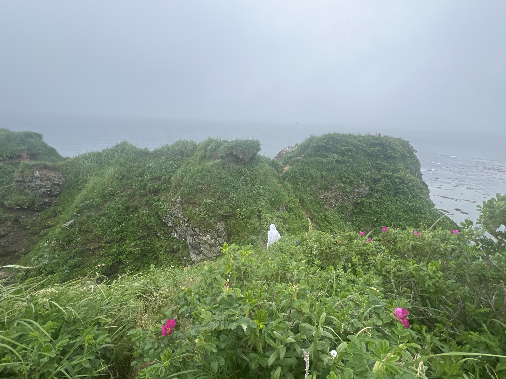 This image depicts a coastal cliffside in Tikhoe, Russia, characterized by lush green vegetation and a misty, overcast sky. In the foreground, wild rose bushes with pink flowers are in bloom, interspersed with tall grasses. A person wearing a white hooded garment is walking down a path on the grassy slope. Further in the distance, on the higher cliff tops, a few other figures can be seen. The sea is visible to the left, merging with the foggy horizon. The terrain is rugged, with rocky outcrops visible beneath the thick greenery. The overall atmosphere is serene and slightly melancholic due to the fog.