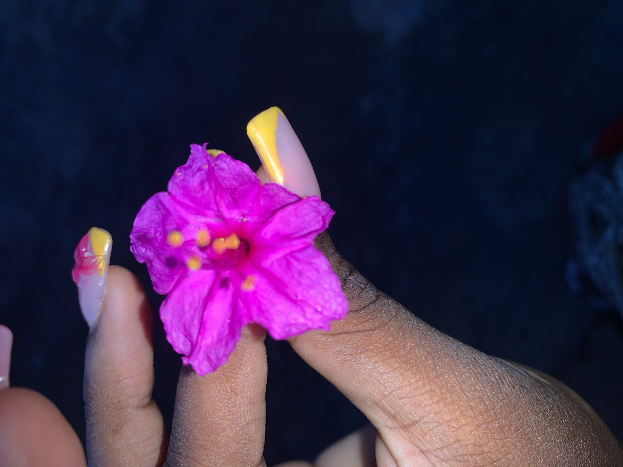 A close-up, overhead shot shows a person's manicured hand holding a vibrant pink flower. The person's skin is dark, and their fingernails are long and sculpted with a pink and yellow gradient design. The flower, which appears to be a Mirabilis jalapa, or four o'clock flower, is in full bloom, with its petals unfurled and its yellow stamens visible in the center. The background is dark and out of focus, suggesting the photo was taken in low light conditions. The image does not provide any information about the location within a city or its specific coordinates.