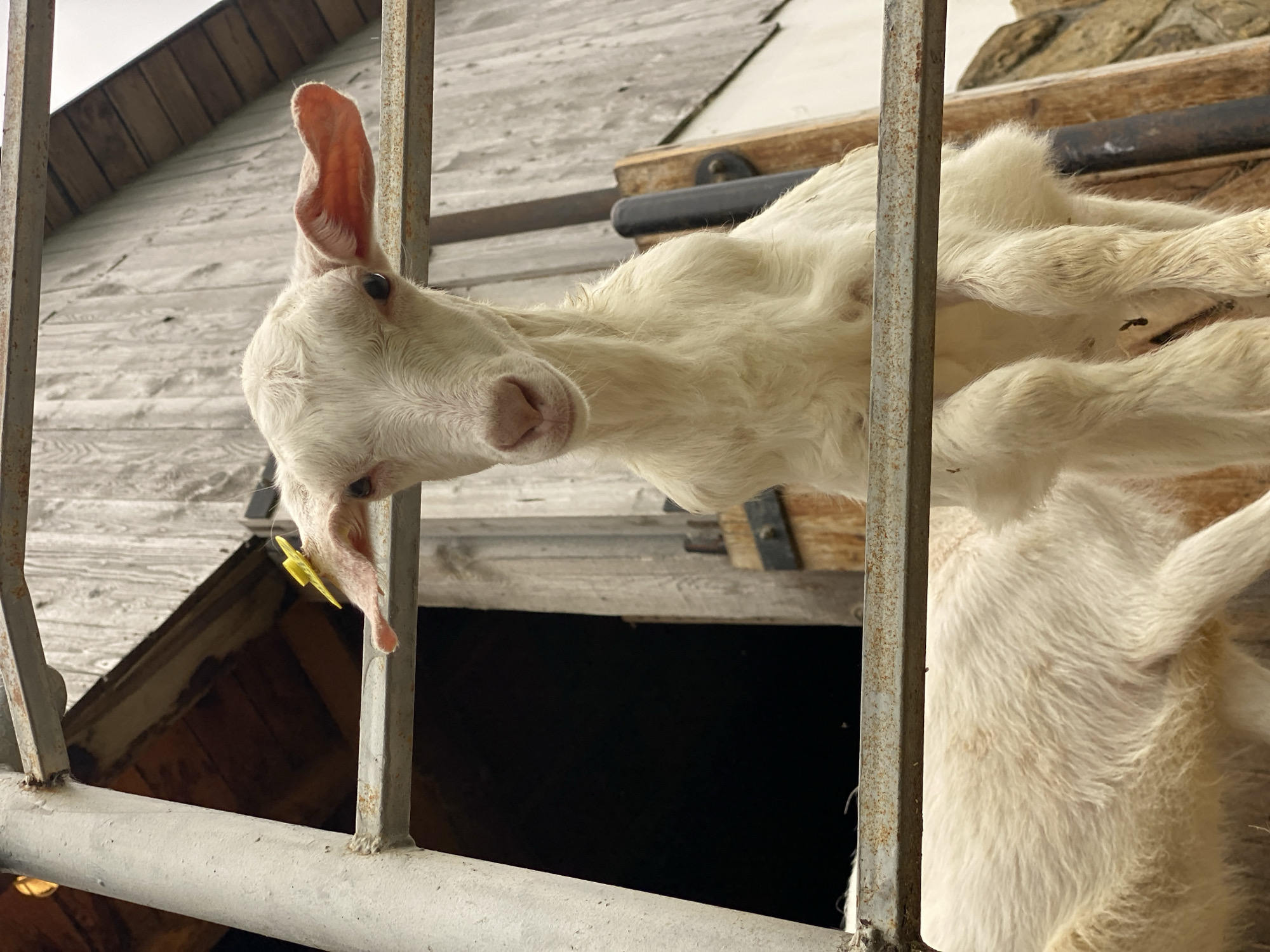 A white goat is standing behind a gray metal fence. The goat is positioned with its head tilted downward and toward the left of the frame. A yellow tag is visible on the goat's left ear. Behind the fence and the goat, there is a wooden structure. The background is somewhat obscured but suggests a rural or agricultural setting. The location is in the city of Прогресс, Russia.