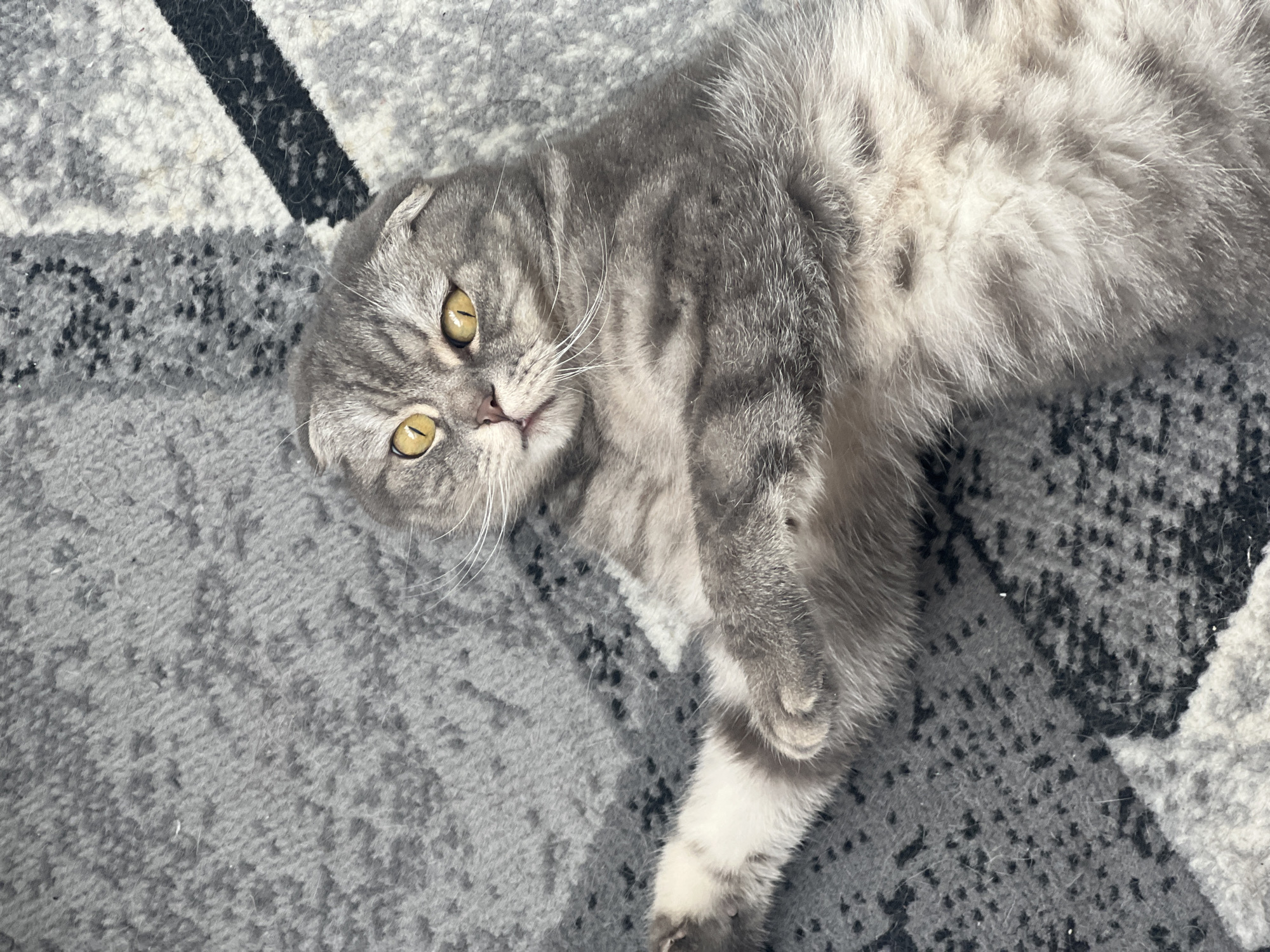 A gray tabby Scottish Fold cat lies on its back on a gray patterned carpet with black stripes. The cat has yellow eyes, white whiskers, and a pink nose. It is looking at the camera. The location is unknown.