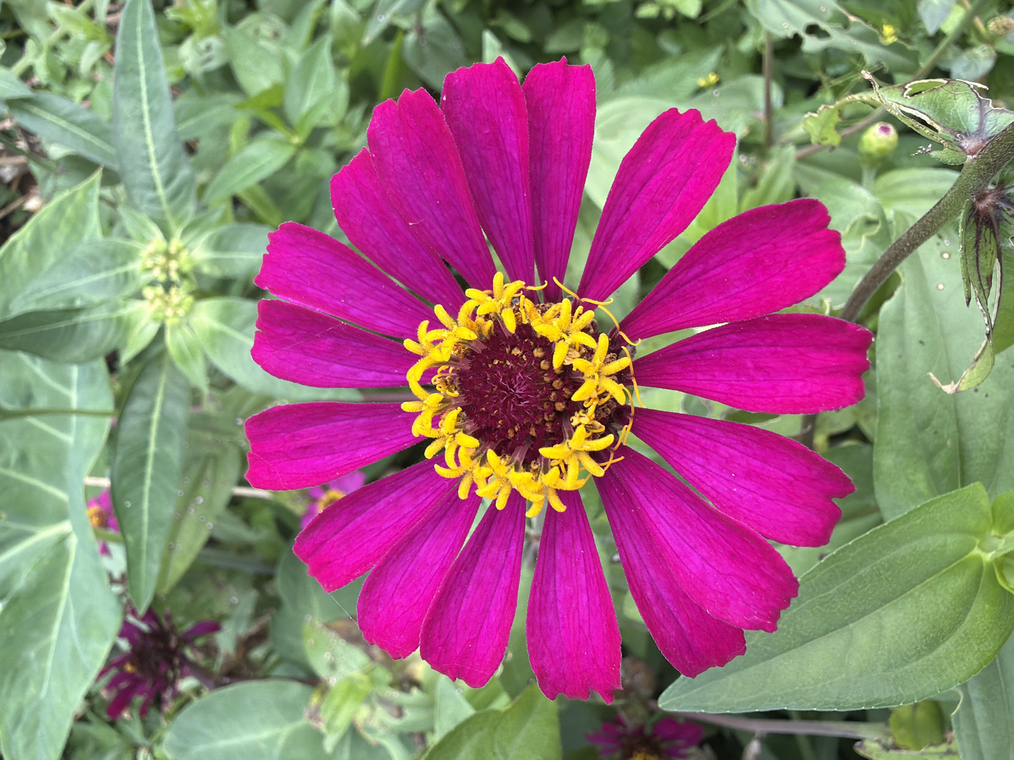 A close-up, high-angle shot captures a vibrant magenta zinnia flower in full bloom, dominating the center of the frame. Its numerous petals radiate outwards, displaying a subtle gradient of color and a slightly ruffled edge. The flower's center is a rich, deep maroon, adorned with bright yellow stamen that form a striking contrast. The background is a lush, green blur of foliage, with hints of other zinnia flowers and leaves suggesting a garden setting. A single, thin strand of spiderweb is visible, delicately draped across a petal, adding a touch of fine detail. The overall impression is one of natural beauty and vibrant color, possibly found in a garden or park within Davao City, Philippines, where such flowers are common.