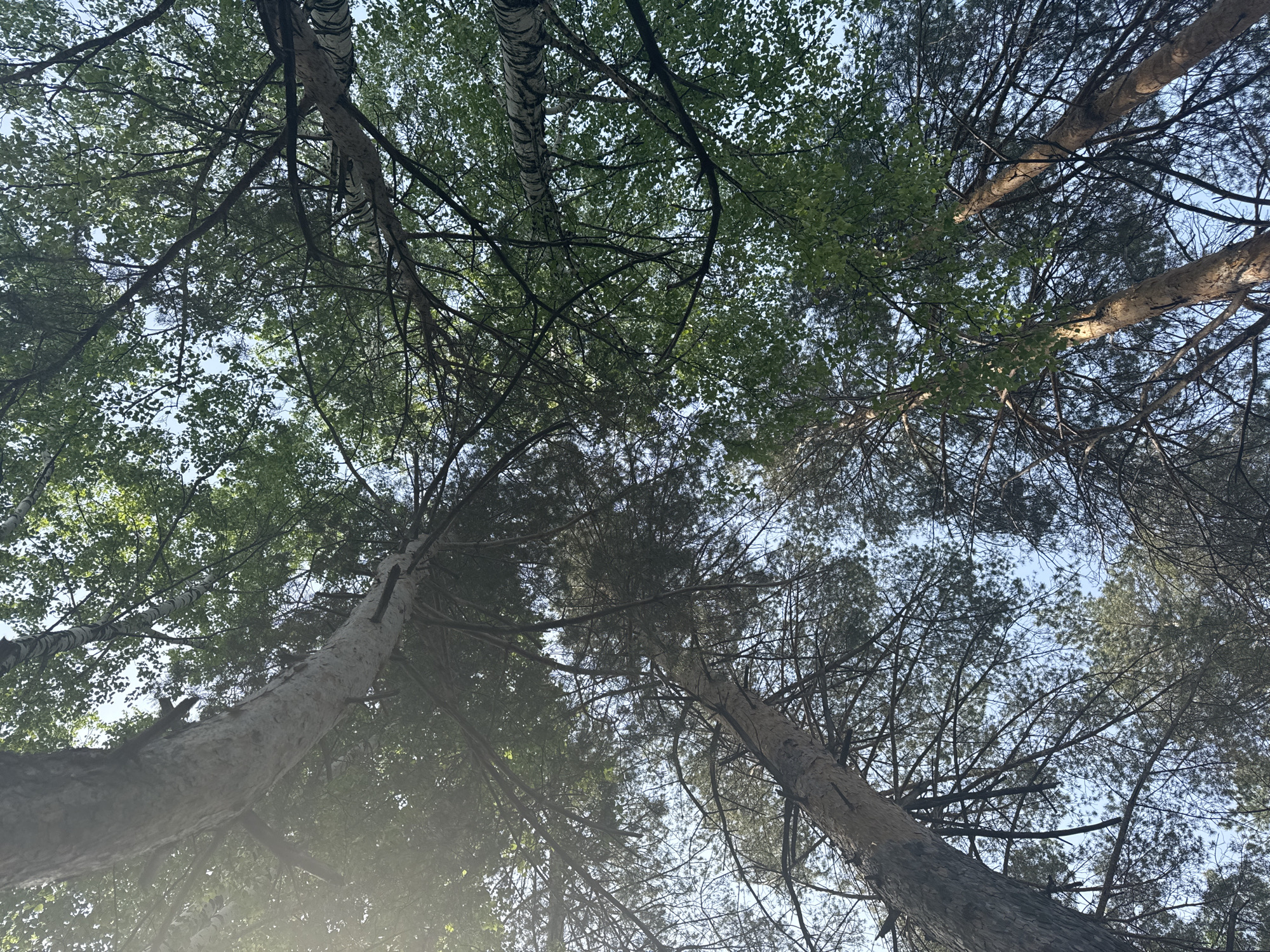 The image depicts a low-angle view looking up through a dense canopy of trees against a light blue sky. The trees appear to be a mix of deciduous trees with green leaves and coniferous trees with darker green needles. Some of the tree trunks are visible, showing varying textures and colors, including a birch tree with its distinctive white bark. The sunlight filters through the foliage, creating a pattern of light and shadow. The location is assumed to be in a forested area within the city of Chaikovsky, Russia, based on the prompt, but there is no direct evidence of this in the image itself.