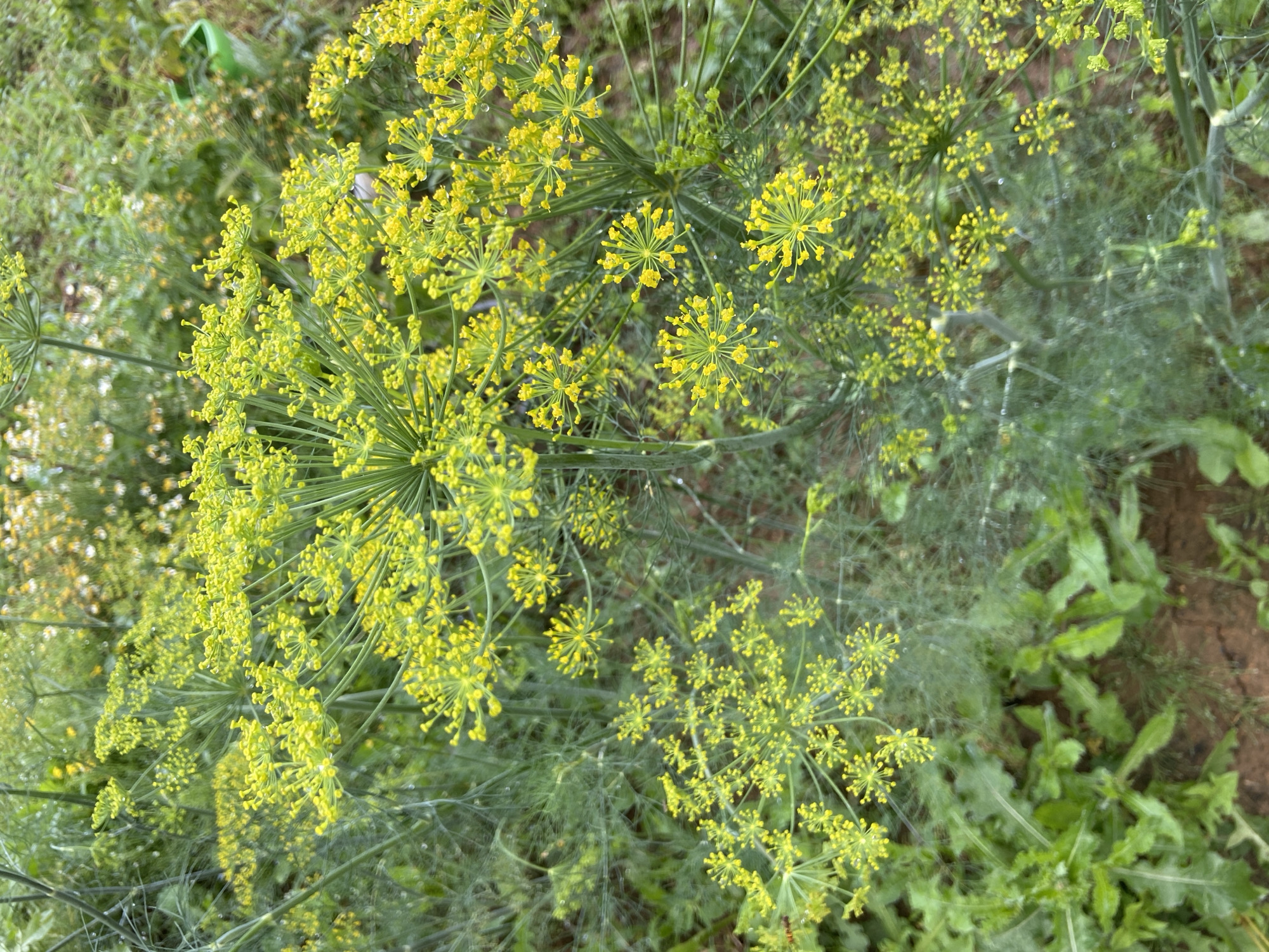 The image is a close-up, high-angle shot of blooming dill plants. The dill flowers are a vibrant yellow and appear in clusters, forming umbrella-like shapes. The feathery green foliage of the dill plant fills most of the frame, with some out-of-focus green leaves and brown soil visible in the background. The overall impression is one of lush, natural growth. There are no people or animals visible in the image. The scene is likely a garden or a field, typical of a rural or suburban setting. The reference to Meshcherskoye, Russia, suggests a geographical context for this naturalistic scene.