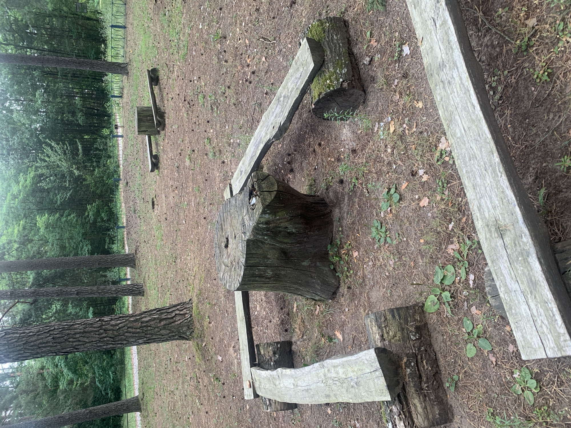 The image depicts an outdoor area in a park setting, likely in a wooded or forested location within Орлеўскі сельскі Савет, Belarus. In the foreground, a large tree stump serves as the central element of an improvised outdoor seating or activity area. Wooden planks are arranged around the stump, supported by other logs, forming benches and a seesaw-like structure. One plank is balanced on the stump and a moss-covered log, while another curved plank is supported by logs on either side of the stump. A long, weathered wooden plank extends horizontally in the lower right portion of the frame, also resting on logs. The ground is covered with pine needles, pinecones, and scattered green vegetation. In the background, several tall pine trees are visible, and beyond them, a dense green forest forms the backdrop. A low metal fence runs along the edge of the wooded area. The overall impression is of a rustic, natural playground or rest area. No people are present in the image.