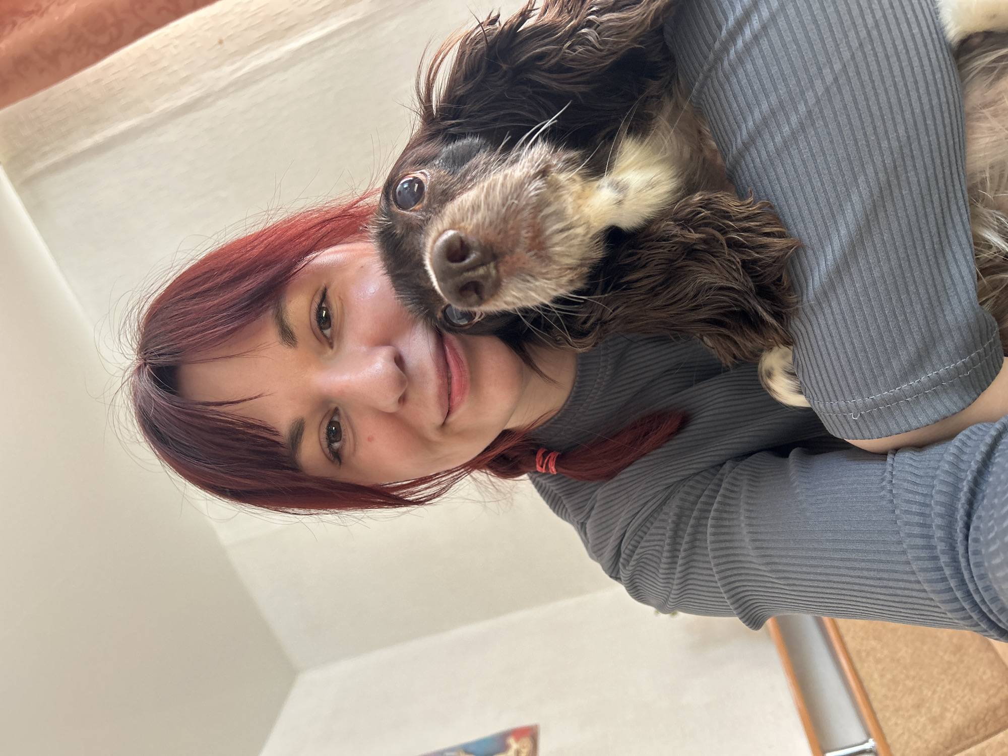 A woman with auburn hair holds a brown and white Spaniel dog close to her face. She wears a gray, ribbed long-sleeve shirt. The photograph is taken indoors. The location is Фоки, Russia.