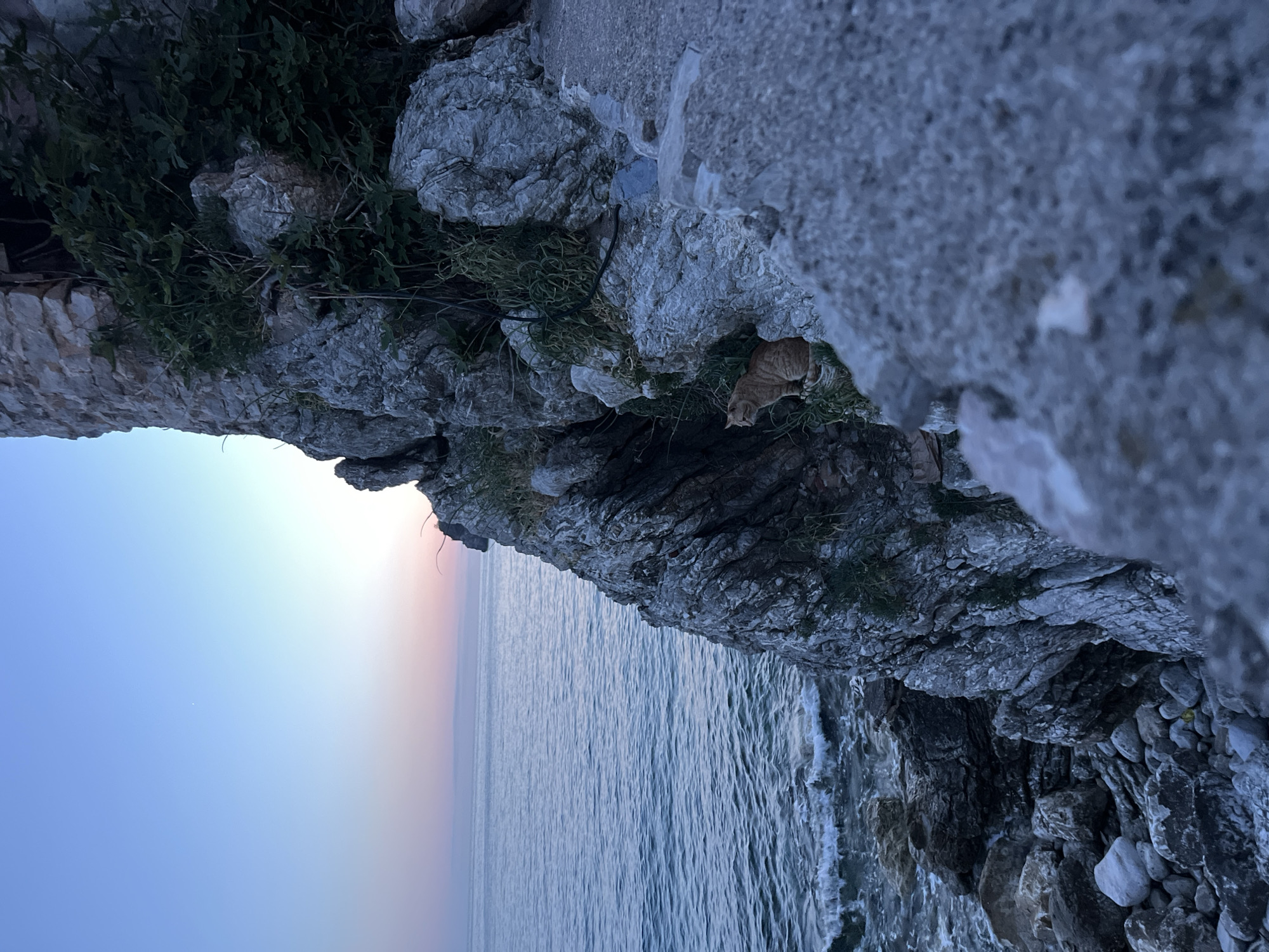 The image shows a view from a rocky cliff in Budva, Montenegro. The Adriatic Sea stretches out in the background under a sky with a pink and blue gradient, suggesting either sunrise or sunset. On the cliff edge, there is a tabby cat. The rocky terrain is also interspersed with patches of green vegetation. The image is taken from a high angle, looking downwards towards the sea.