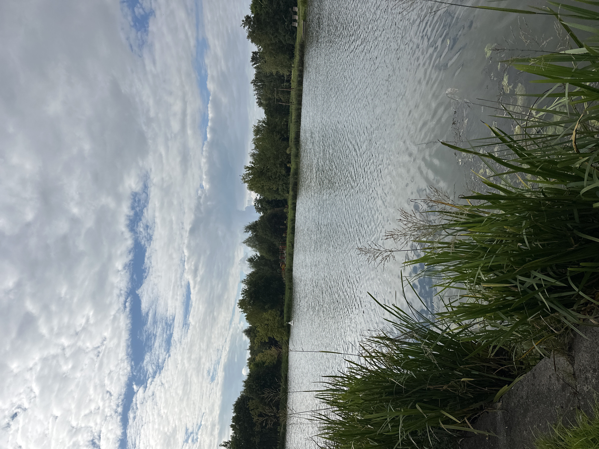 The image shows a serene body of water, likely a lake or pond, surrounded by lush green trees. The water's surface is calm, with gentle ripples reflecting the cloudy sky above. In the foreground, tall grass and reeds grow along the bank, adding to the natural beauty of the scene. In the distance, a small white sailboat is visible on the water, suggesting a leisurely activity. The sky is partly cloudy, with patches of blue sky peeking through, indicating fair weather. The overall impression is one of tranquility and natural charm. The image is likely a landscape photograph taken in a park or recreational area.
