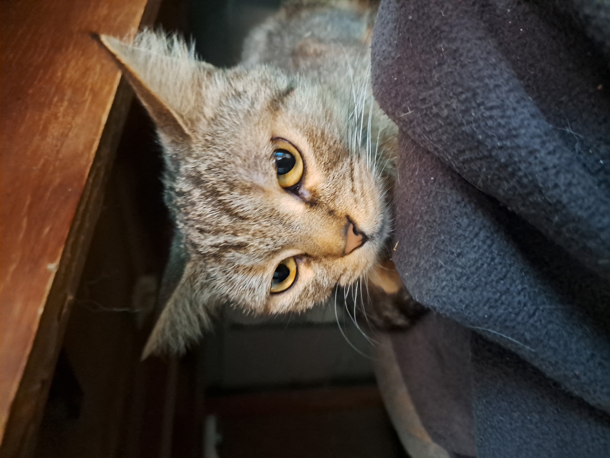 A close-up shot captures a tabby cat peeking out from under a wooden structure. The cat has yellow eyes and is looking down. The background is dark, with some wooden elements visible at the top of the frame. The cat is resting on a dark, textured fabric, possibly a blanket. The image is undated and its location in Vypasne, Ukraine, is not discernable from the visual elements.