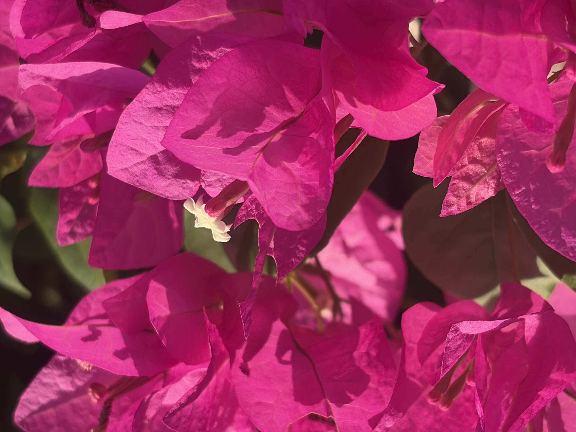 The image features a close-up view of magenta bougainvillea flowers. The petals exhibit a textured surface and are brightly lit, casting shadows on some parts of the petals. A small white structure is visible in the center of one of the flowers. The composition of the shot emphasizes the vibrant color and intricate details of the flower petals. The image location is Ciudad Guayana, Venezuela.