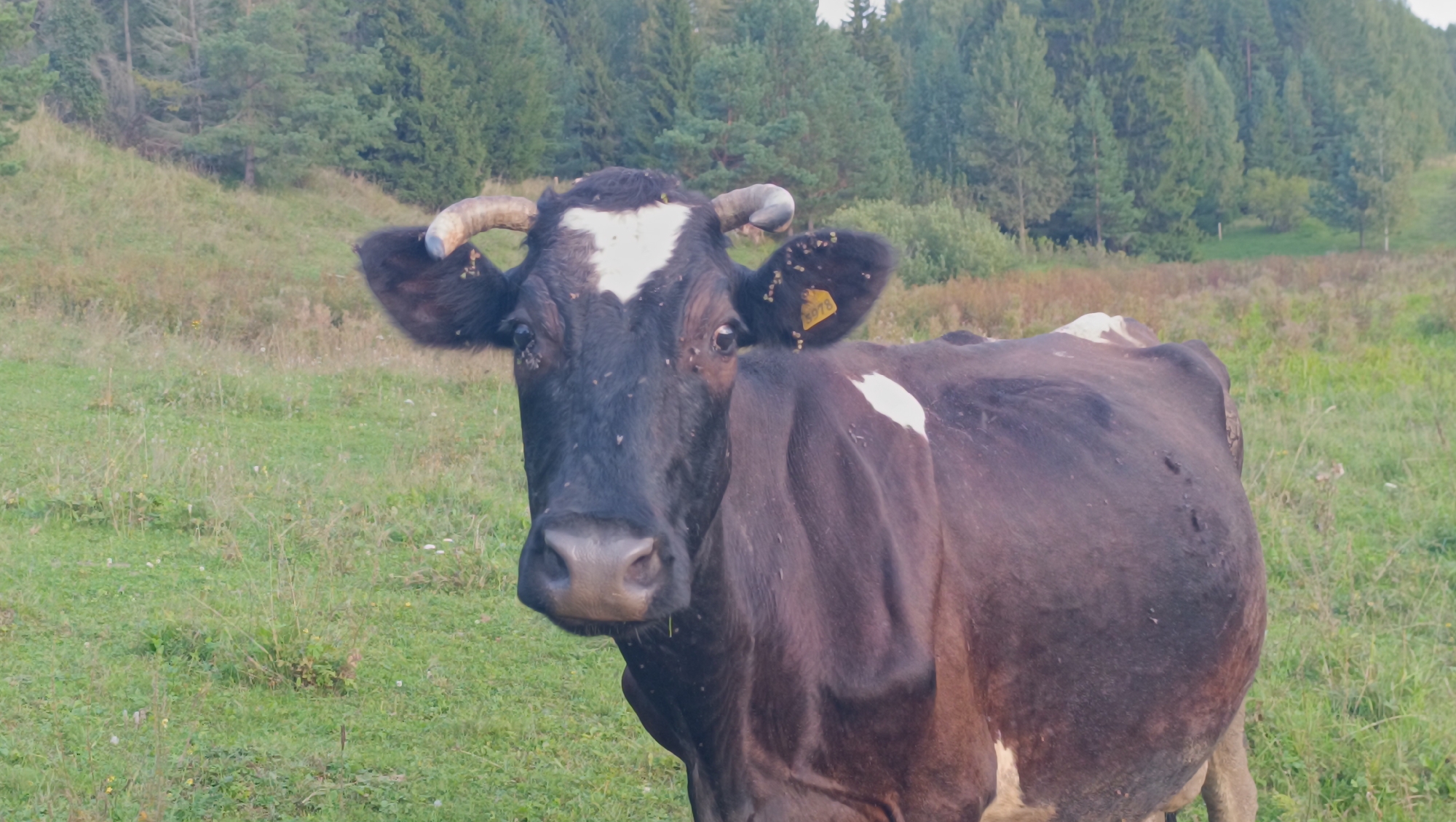 A black and white dairy cow stands in a grassy field, facing the camera. The cow has a white diamond-shaped marking on its forehead and a white patch on its right flank. Its ears are tagged with yellow identification tags. The cow appears to be a Holstein breed. In the background, a forest of pine trees covers a hill. The field is covered in dry grass and some scattered green vegetation. The sky is overcast. The image appears to have been taken in the late afternoon or early evening, as the light is soft and diffused. The overall scene suggests a rural setting in Russia.