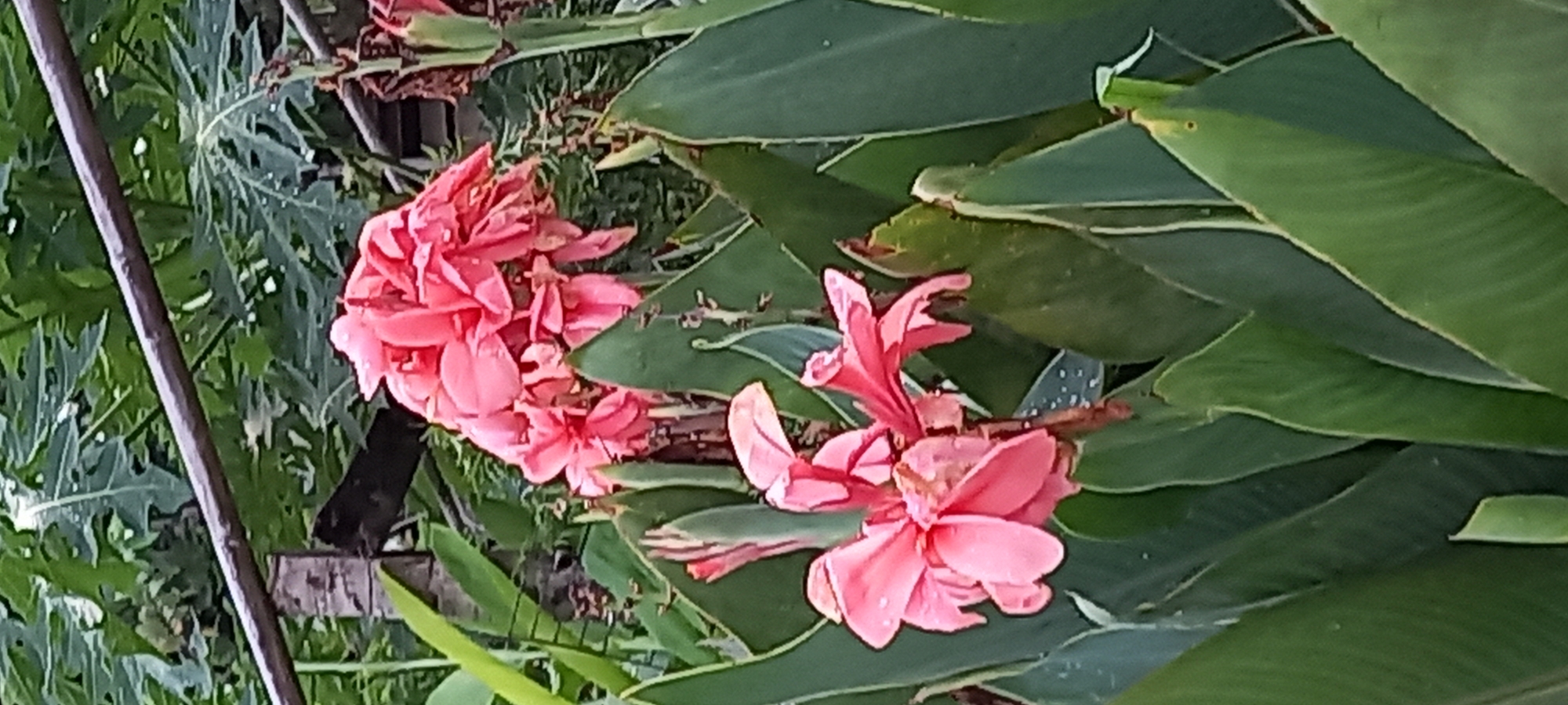 The image captures a cluster of pink Canna flowers nestled among broad, green leaves. The scene is likely located in a garden or natural setting within the city of Baan Chaloklum, Thailand, as indicated in the query. The flowers are the central focus, with varying stages of bloom. The leaves provide a backdrop and context for the flowers. No people are visible in the image.