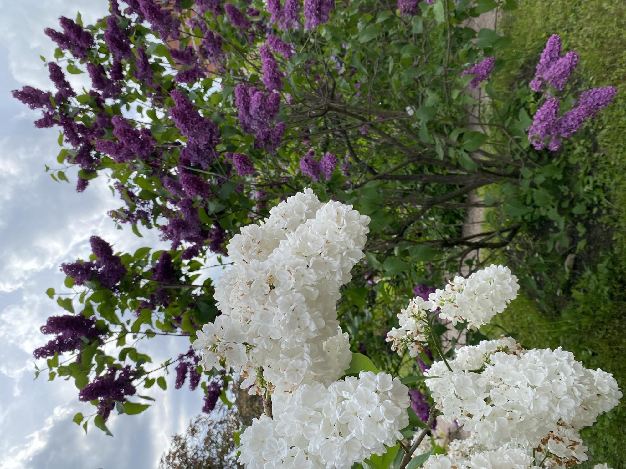This image showcases a vibrant display of lilac bushes in full bloom, captured in Saint Petersburg, Russia. The foreground and central focus are dominated by numerous clusters of white lilacs, their delicate, small petals forming dense, textured blossoms. Behind and extending throughout the midground, abundant deep purple lilacs are visible on their green-leafed branches, creating a striking color contrast with the white flowers.
The scene is an outdoor setting, likely a garden or park, with glimpses of green foliage and tree trunks visible in the background and along the right side. The perspective looks upwards, revealing a partially cloudy sky in the upper left portion of the image, indicating that it is daytime. The weather appears bright but not directly sunny.
There are no people or man-made objects visible, allowing the natural beauty and profusion of the flowering lilacs to be the sole subjects. The image captures the fresh, blooming atmosphere of spring. No visible text is present.