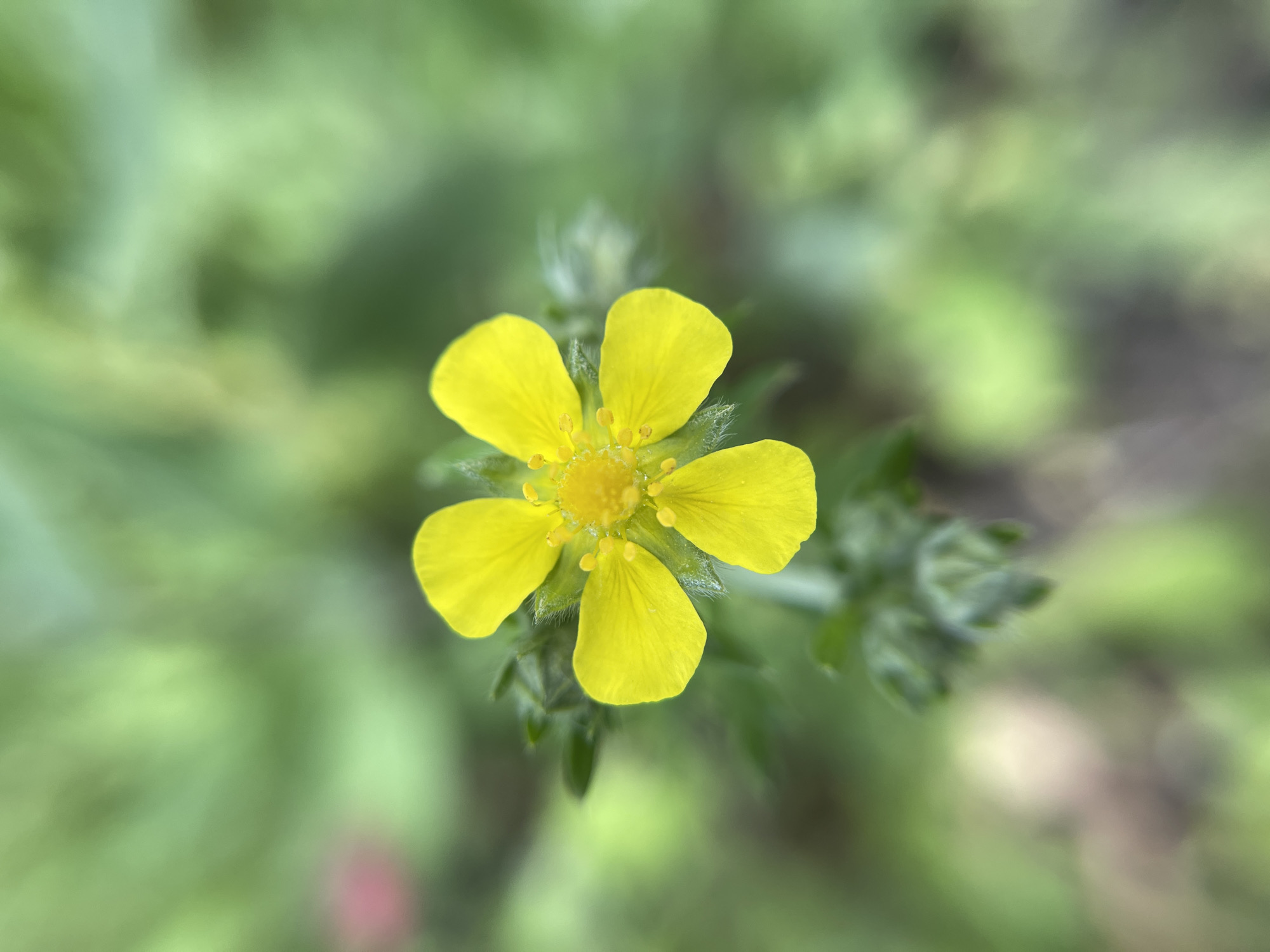 A close-up shot displays a vibrant yellow flower with five petals. The flower's center showcases a cluster of stamens and pistils. The background is blurred, featuring green foliage. The image suggests a garden or natural environment. The location of the image is not discernible from the image.
