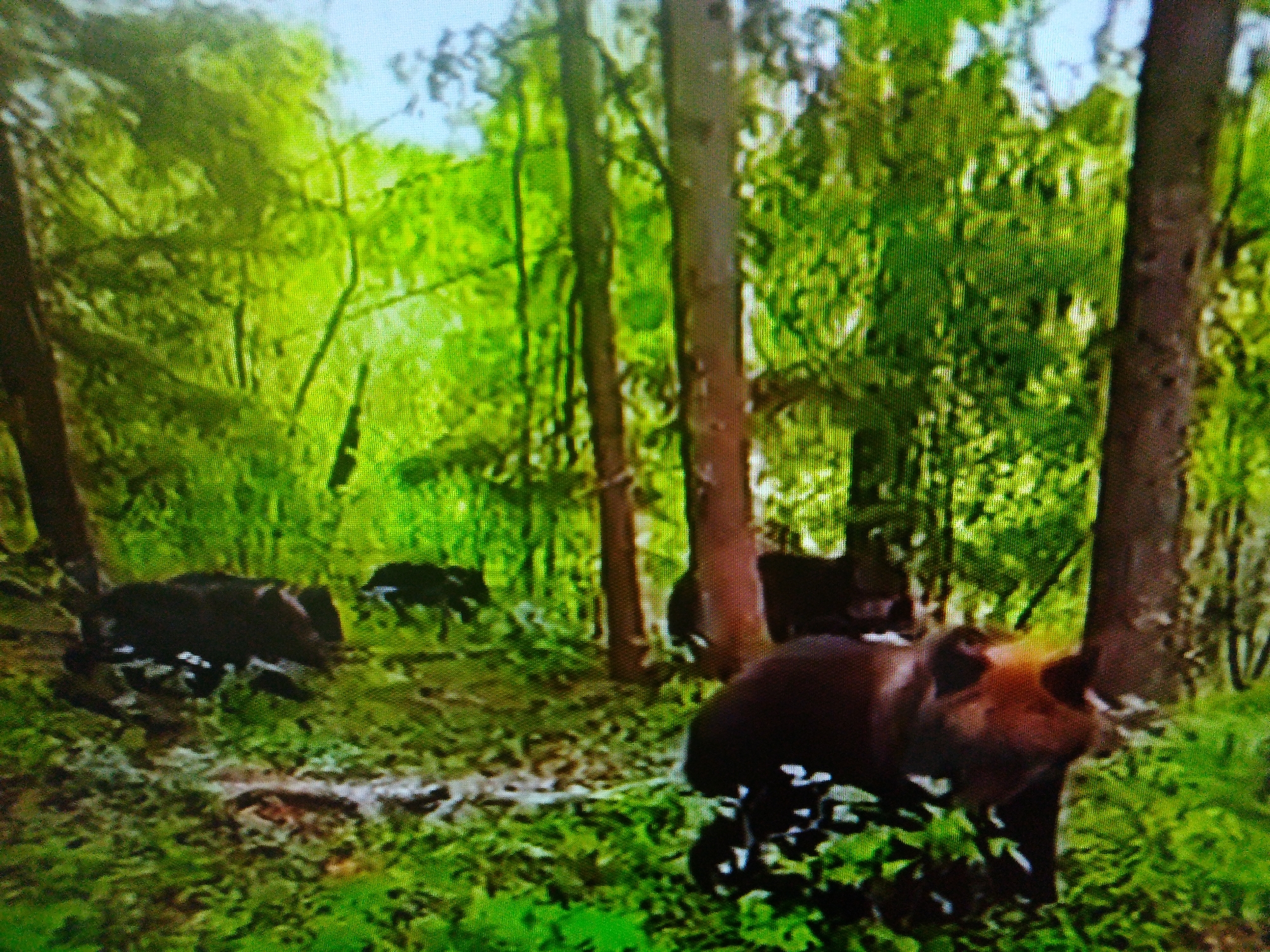 The image depicts a forest scene with a clear emphasis on the natural environment and wildlife. Several brown bears are visible, scattered across the forest floor which is covered in green foliage and fallen leaves. One bear is prominently in the foreground, facing towards the right of the image, its head and upper body clearly visible. In the background, two more bears are partially obscured by trees and foliage, one appearing to be walking away from the camera. The environment is dense with trees, their trunks varying in thickness and color, and lush green leaves forming a canopy overhead, allowing dappled sunlight to filter through. The lighting suggests it is daytime, with a natural, outdoor setting. There is no indication of any urban environment or specific location within Dushanbe, Tajikistan.