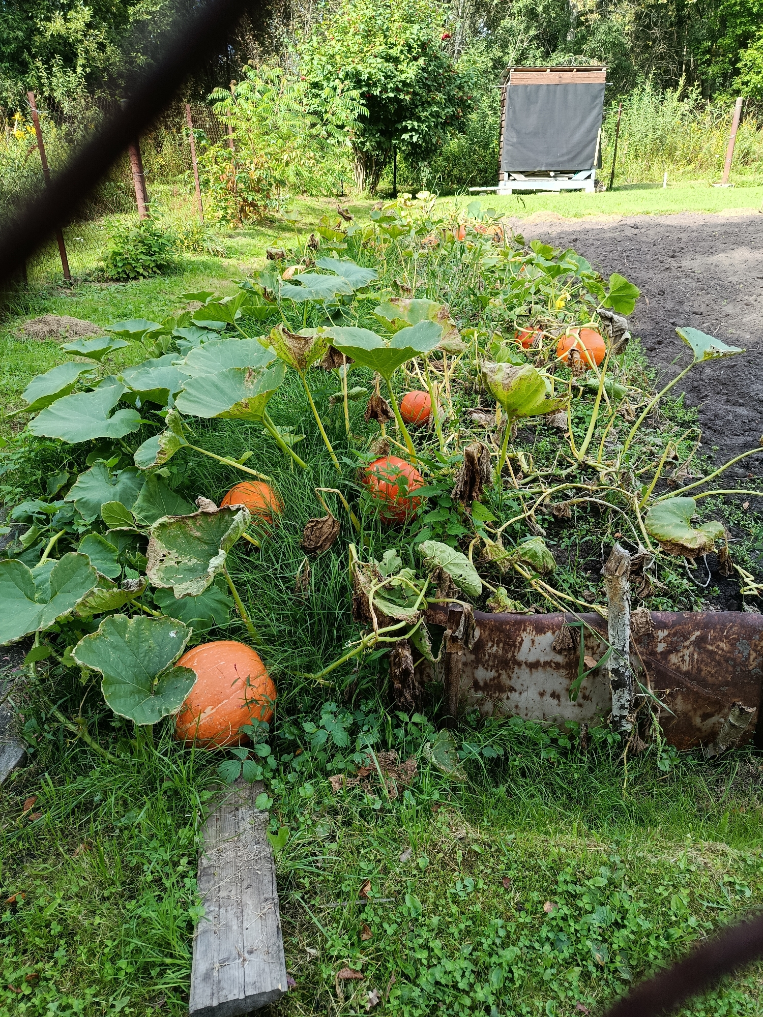 The image depicts a garden patch filled with several ripe orange pumpkins growing among large green leaves and tangled vines. Some of the leaves appear dry and damaged. A rusty metal object, possibly a raised garden bed or trough, runs along the right side of the patch, with a wooden plank positioned in the foreground. In the background, a wooden structure with a black tarp and a fence can be seen. The scene is set in a rural environment with trees and vegetation surrounding the garden.