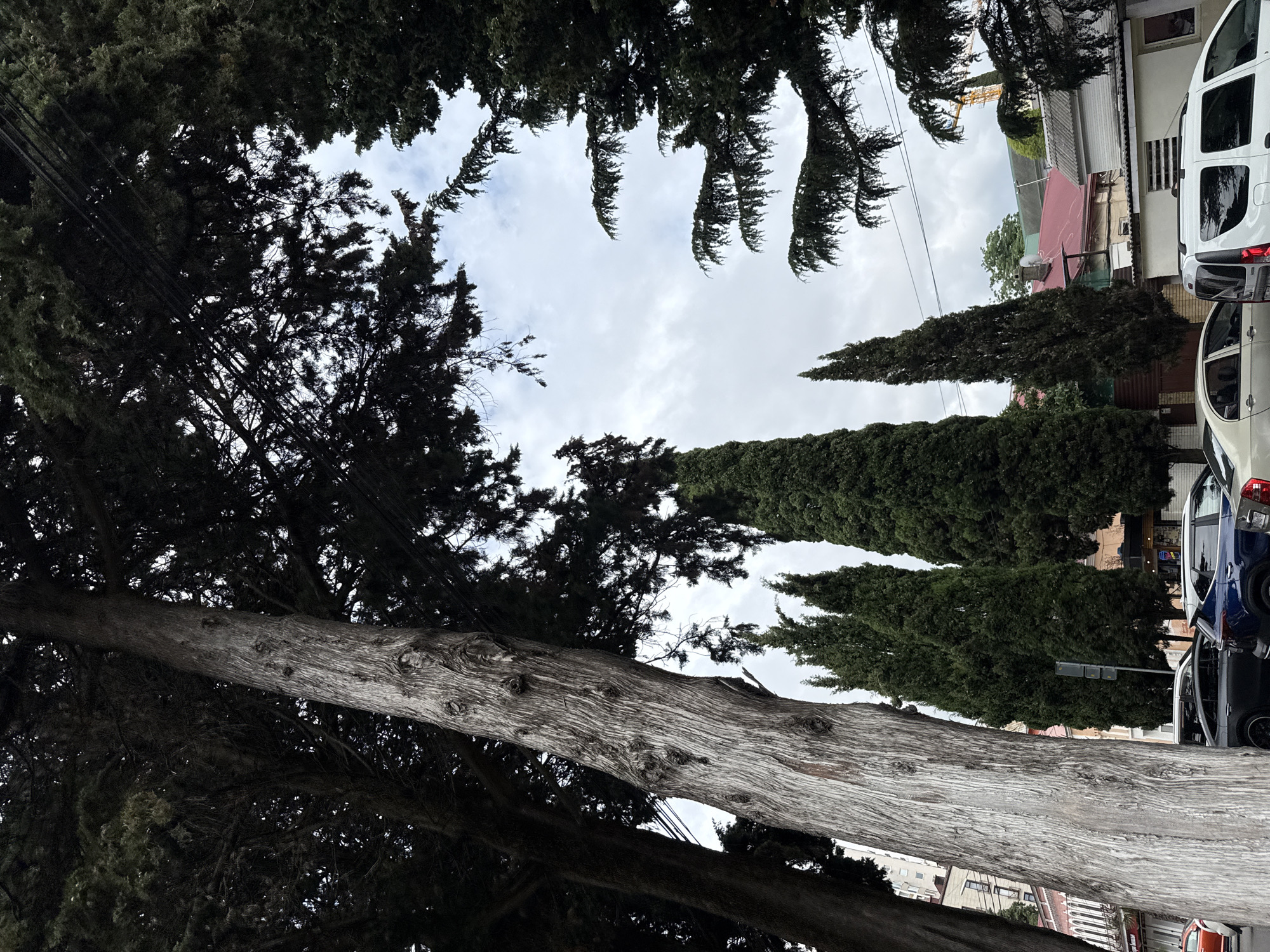 The image depicts a street scene in Sochi, Russia, characterized by several tall, slender cypress trees flanking a road. In the foreground, a large, textured tree trunk with prominent knots dominates the left side of the frame. Behind it, a row of darker, more densely foliated cypress trees stands along the street. The street itself is lined with parked cars, including a dark sedan and a blue SUV, and buildings with red roofs are visible in the background. The sky is overcast with clouds. The overall impression is one of an urban environment with significant natural elements, specifically mature trees.
