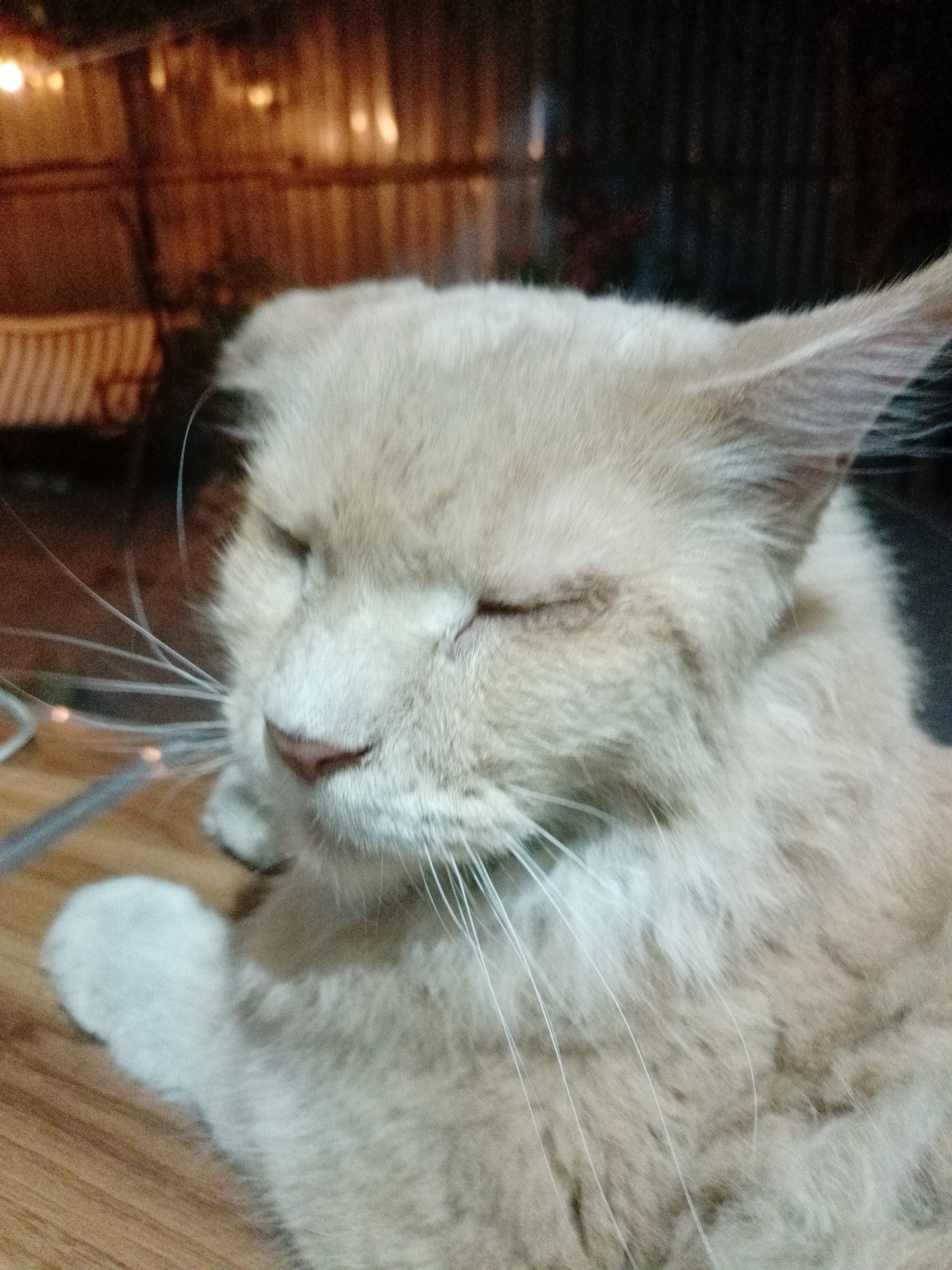 The image shows a close-up of a light-colored cat with its eyes closed. The cat is lying down on a wooden surface. In the background, there appears to be a dimly lit indoor space with wooden paneling and some blurry objects that could be furniture or decorations. There is no indication of the location being Almaty, Kazakhstan or any specific city.