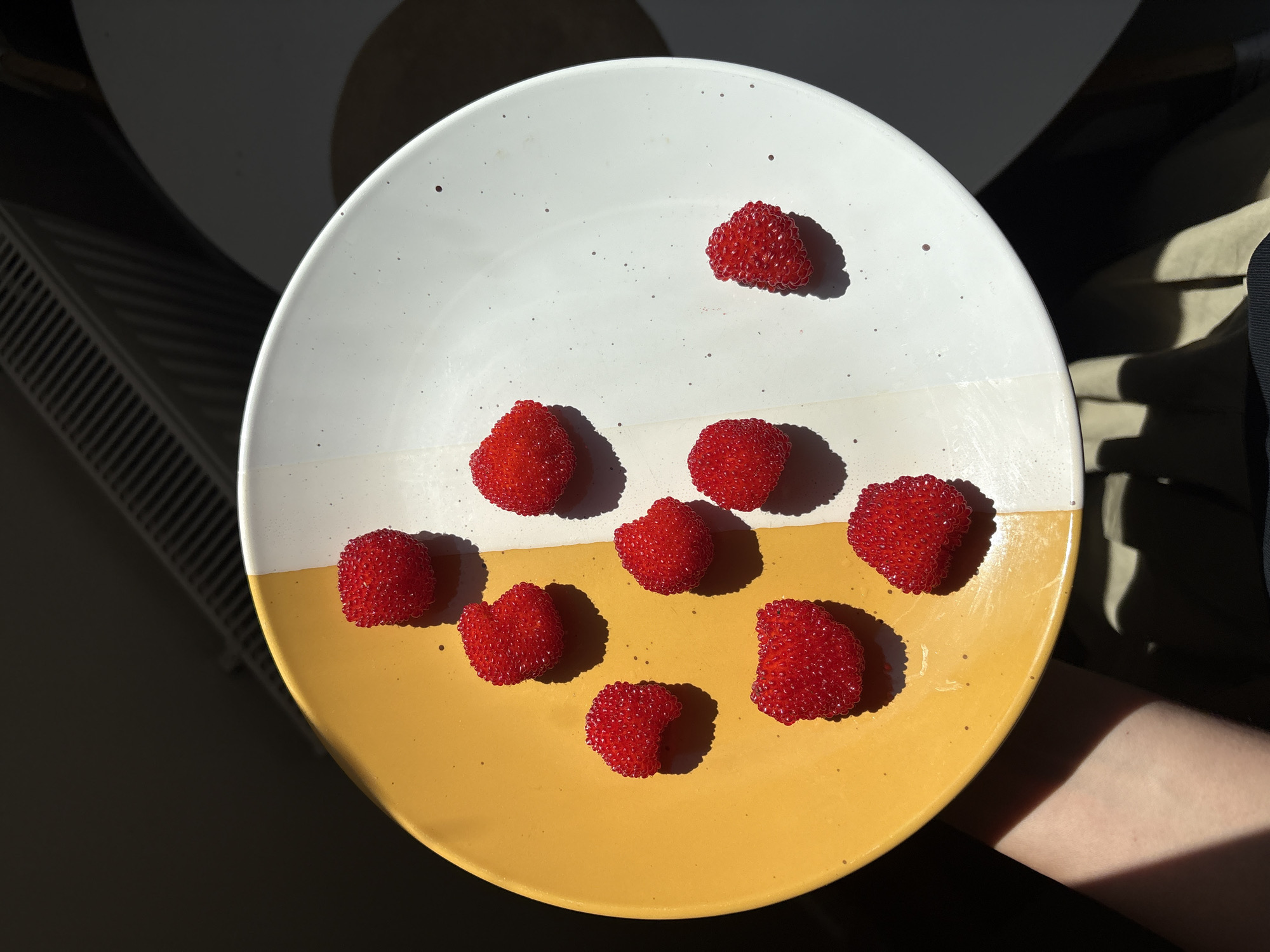 A person's arm and hand are visible in the lower left corner, holding a divided plate. The plate is yellow on the left half and white on the right half, with dark speckles on the white portion. Scattered across the plate are nine bright red, bumpy, berry-like objects. The scene is illuminated by strong sunlight, casting dramatic shadows from the plate and the objects onto the surface. In the background, a radiator and a glimpse of a rounded surface, possibly a table, are visible. The overall setting appears to be indoors, with a stark contrast between light and shadow. The location in Svetlogorsk, Russia, is not discernible from the image's visual content.