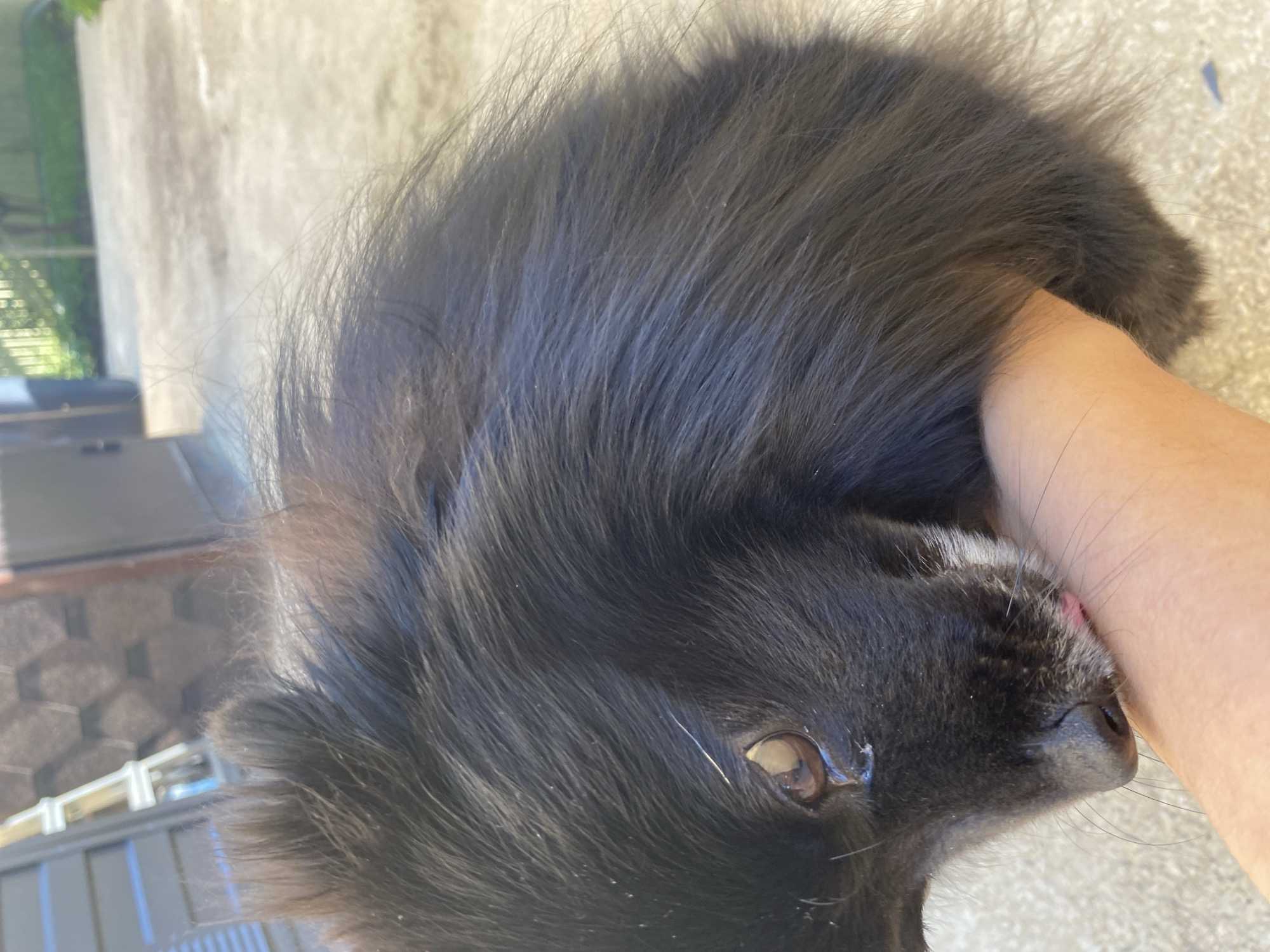 In Yuzhny, Russia, a close-up, eye-level, outdoor photograph captures a black Pomeranian dog licking a human arm. The dog's head is tilted downwards, with its dark fur appearing somewhat disheveled. A portion of its right eye is visible, reflecting light. The human arm, positioned horizontally across the lower half of the frame, is pale in complexion. The background consists of a concrete surface, possibly a patio or walkway, with out-of-focus greenery and architectural elements suggesting a residential or yard setting. The lighting indicates it is daytime, with sunlight casting shadows and highlighting textures.