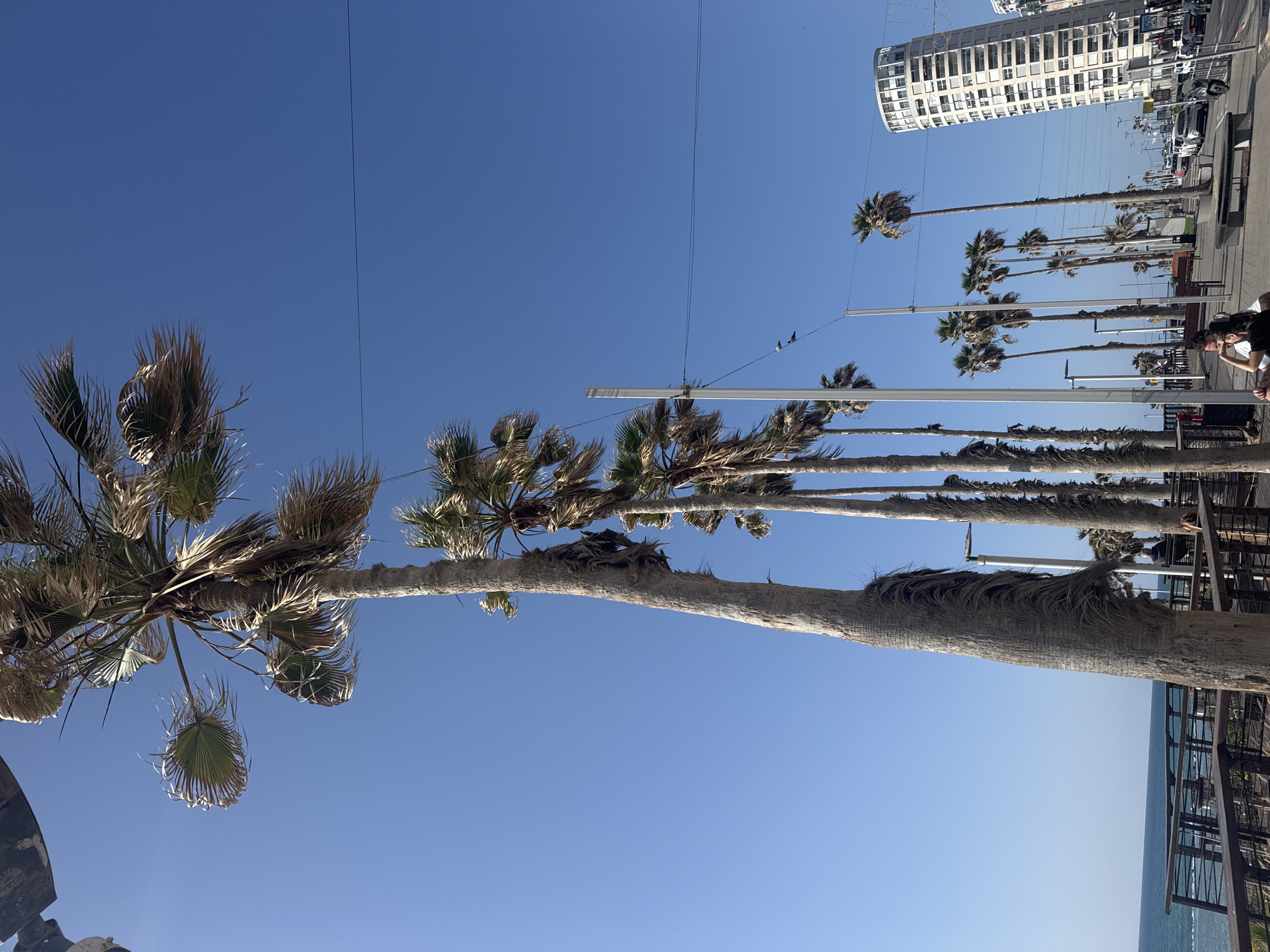 This media file captures a bright, sunny day along a coastal promenade in Bat Yam, Israel. The scene is dominated by a clear, vibrant blue sky, filling the upper portion of the image. Numerous tall palm trees line a promenade or street, their long trunks creating a sense of depth as they recede into the distance. The palm fronds exhibit a mix of green and dried, brown leaves.
On the left side of the frame, a modern, multi-story building with a facade of rectangular windows stands tall. Vehicles are parked along the street or designated parking areas near the building. The right side of the image reveals a glimpse of the blue sea, confirming the coastal location.
Several light poles or utility structures are visible, interspersed among the palm trees. In the mid-ground, two pigeons are perched on a horizontal wire or beam. On the far right, a person with dark hair is visible, appearing to be sitting or looking down, possibly at an outdoor cafe table. Another individual is partially visible next to them. The strong natural light indicates it is likely midday or early afternoon. The overall atmosphere is bright, warm, and suggests a pleasant, relaxed environment. No discernible text is visible in the image.