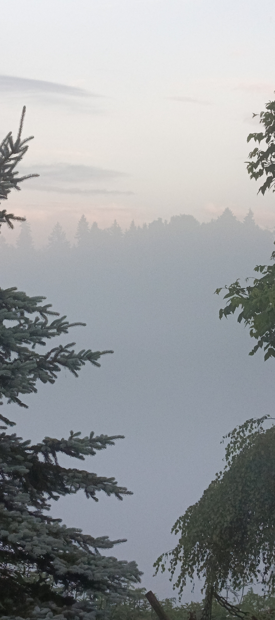 A vertical, low-angle, eye-level, outdoor, full shot captures a misty forest scene with evergreen trees in the foreground. In the lower left quadrant, the branches of a blue spruce tree extend diagonally towards the center. In the upper right quadrant, green leaves from a deciduous tree hang down. The background is dominated by a dense forest silhouette shrouded in thick fog, with the sky above showing a soft gradient of light gray to pale pink hues, suggesting either dawn or dusk. The location is Merchalovo, Russia. There are no people, animals, or specific structures visible in the scene. The overall atmosphere is serene and atmospheric, characterized by the diffused light and the obscuring mist.