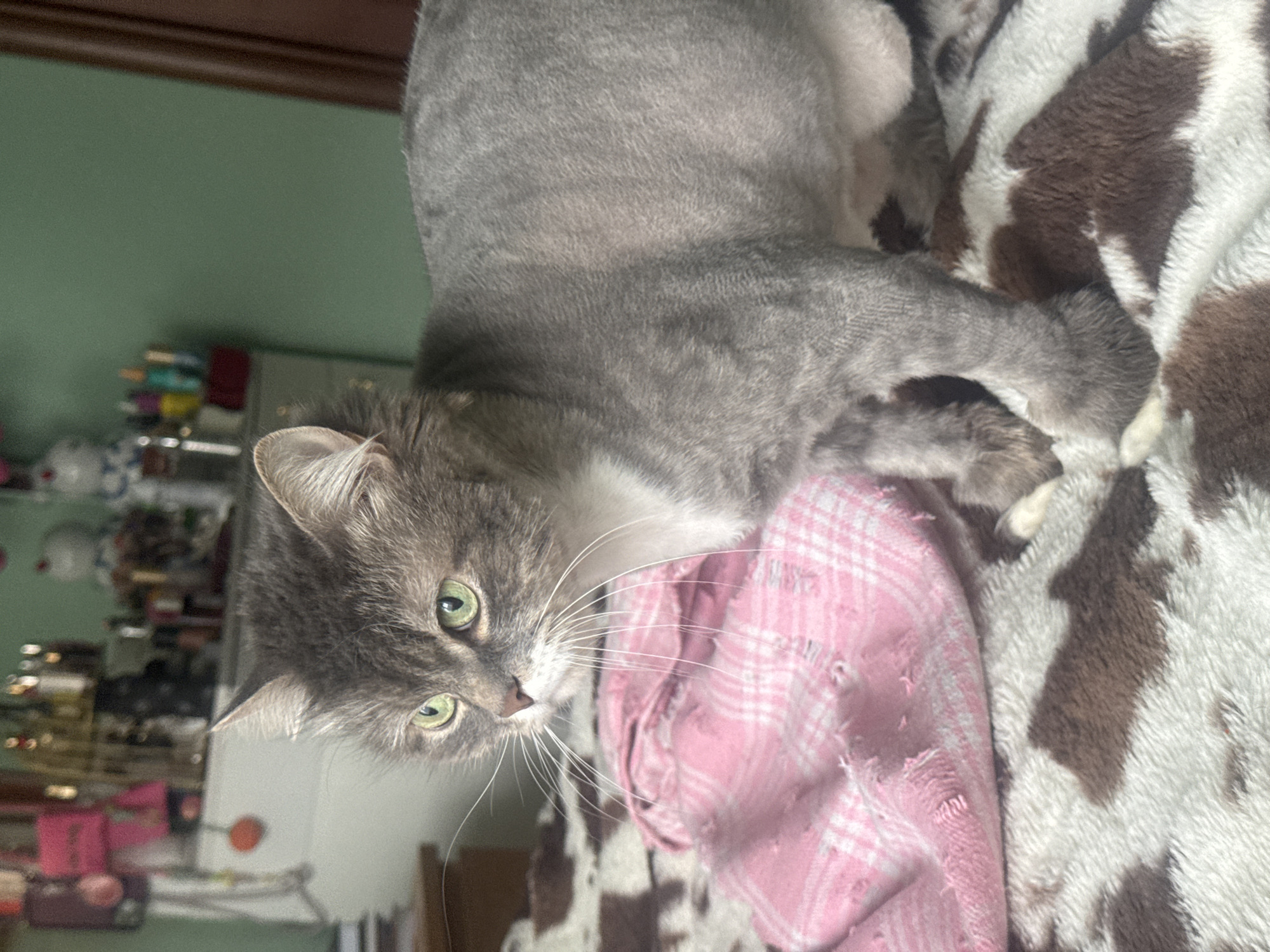 A gray and white cat with green eyes lies on a brown and white cow-print blanket and a pink plaid blanket. The background shows a green wall and a cluttered shelf or table with various items. The image does not depict Moscow, Russia.
