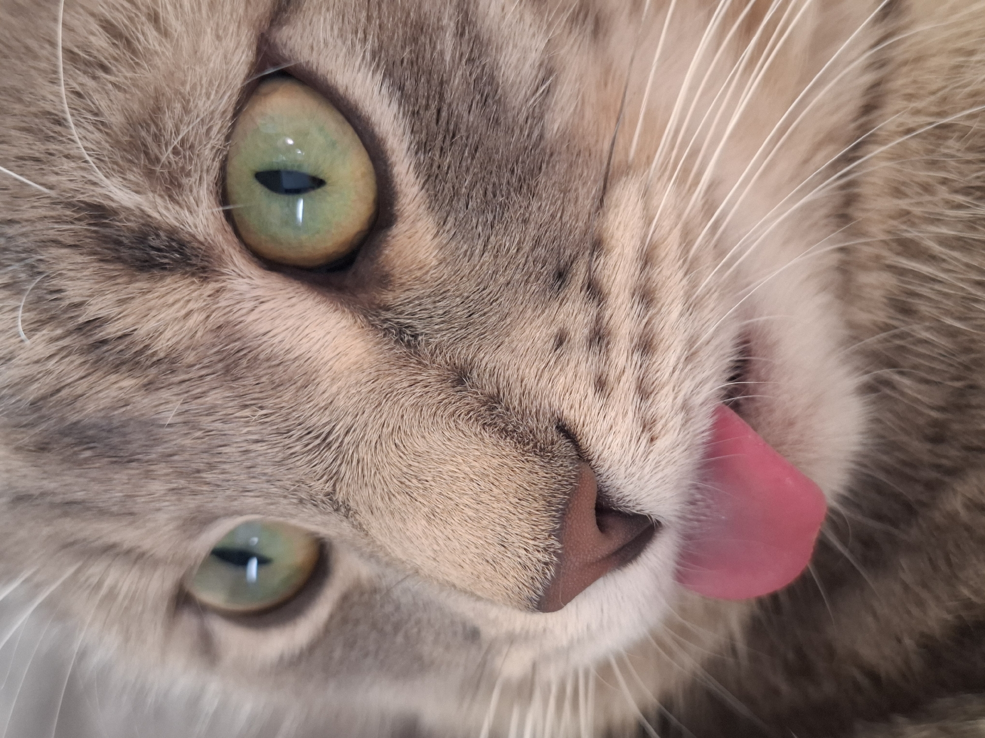 A highly detailed, close-up photograph captures the face of a domestic cat, likely a tabby, seen from a slightly tilted, eye-level perspective. The cat's fur displays a soft blend of grey, brown, and cream tones, revealing subtle stripe patterns. Its most striking features are its two large, almond-shaped eyes, which are a vibrant green with distinct, vertical pupils, reflecting specks of light. Long, delicate white whiskers fan out prominently from its cheeks. At the center of the frame, a small, pinkish-brown nose is visible, and a bright pink tongue is extended, appearing to lick the nose or the corner of its mouth, indicating a moment of grooming or a playful 'blep'. The image is well-lit, highlighting the texture of the fur and the moistness around the eyes and on the tongue. The overall impression is one of candid cuteness and intimate detail. This close-up portrait was taken in Novi Sad, Serbia. No text is visible in the image.