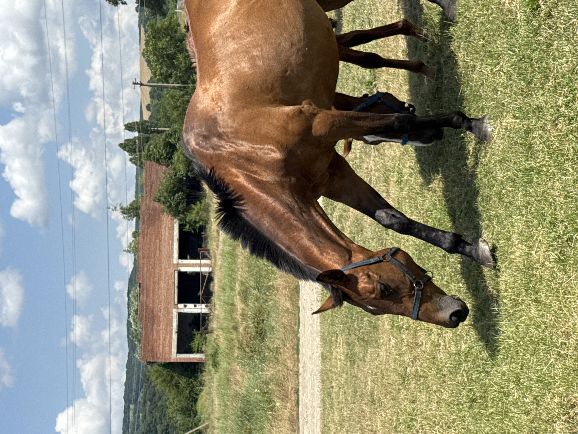 A brown horse with a dark mane is grazing in a grassy field under a bright blue sky with scattered clouds. The horse is wearing a blue halter. In the background, there is an abandoned brick building with open doorways, surrounded by green trees and rolling hills. The scene appears to be in a rural area, possibly Zassovskaya, Russia, given the architecture and landscape. Another horse's head and neck are partially visible in the lower right portion of the frame. The ground is covered in dry grass, suggesting a warm, sunny day.
