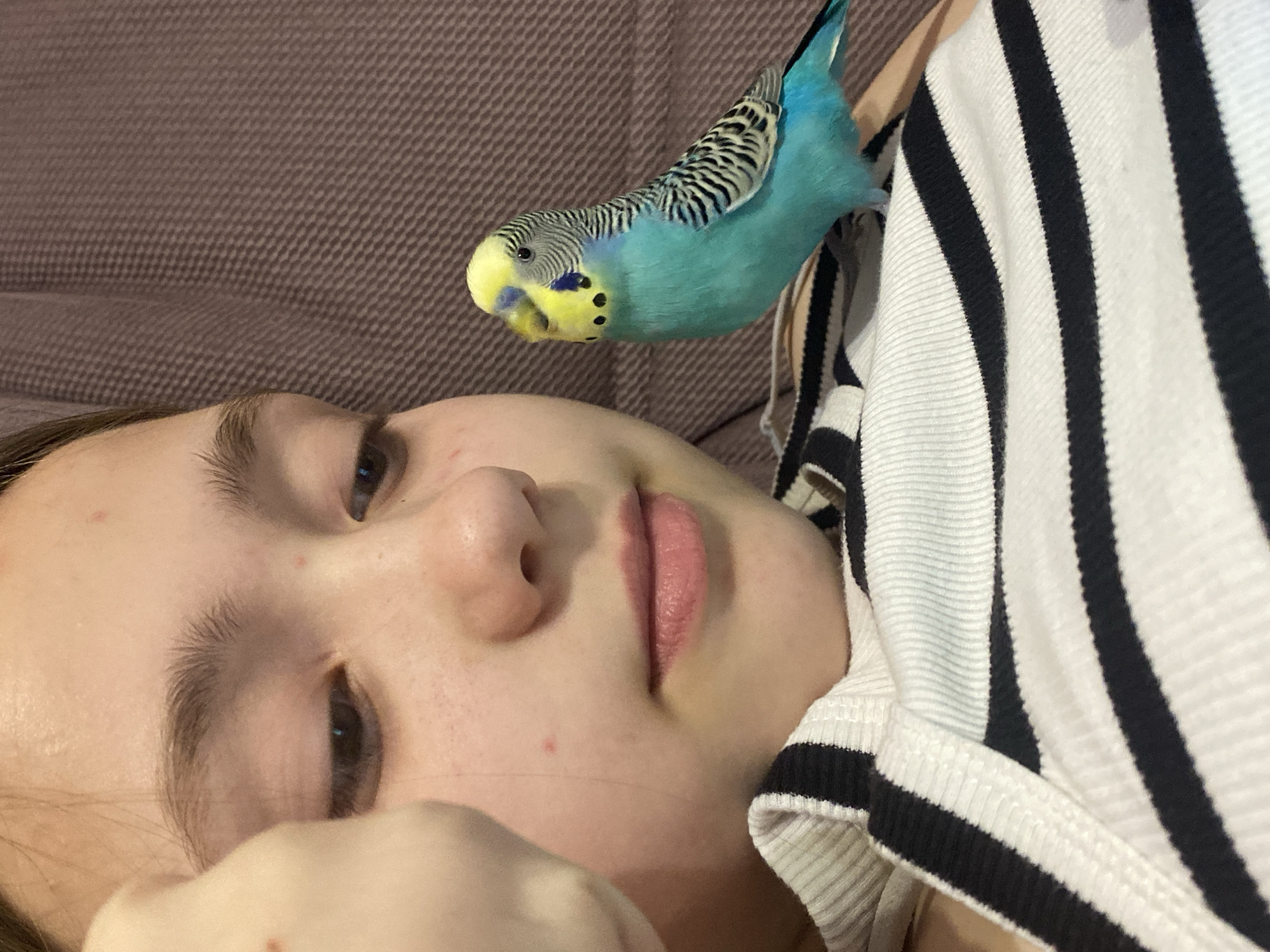 A close-up, eye-level shot captures a tender moment between a person and a pet budgerigar in Krasnodar, Russia. The person, appearing to be a young individual with fair skin, is lying down, looking directly at the viewer with a relaxed expression. Their face takes up the lower left and central portion of the frame, showing clear eyes, a small nose, and pink lips. Minor skin blemishes are visible on their forehead and chin. They are wearing a white top with prominent black stripes.
Perched upside down relative to the person's orientation, a vibrant blue and yellow budgerigar clings to the person's striped top near their shoulder. The bird has a bright yellow face with black spots on its cheeks, small black eyes, and a blue body. Its wings display distinctive black and white striped patterns. The bird appears to be comfortable and relaxed in its unusual position.
The background consists of a textured brown fabric, likely upholstery from a couch or bed, suggesting an indoor, casual setting. The lighting is soft and ambient, indicative of an indoor environment. The overall mood of the image is calm and intimate, highlighting the bond between the pet and its owner. There is no visible text in the image.
