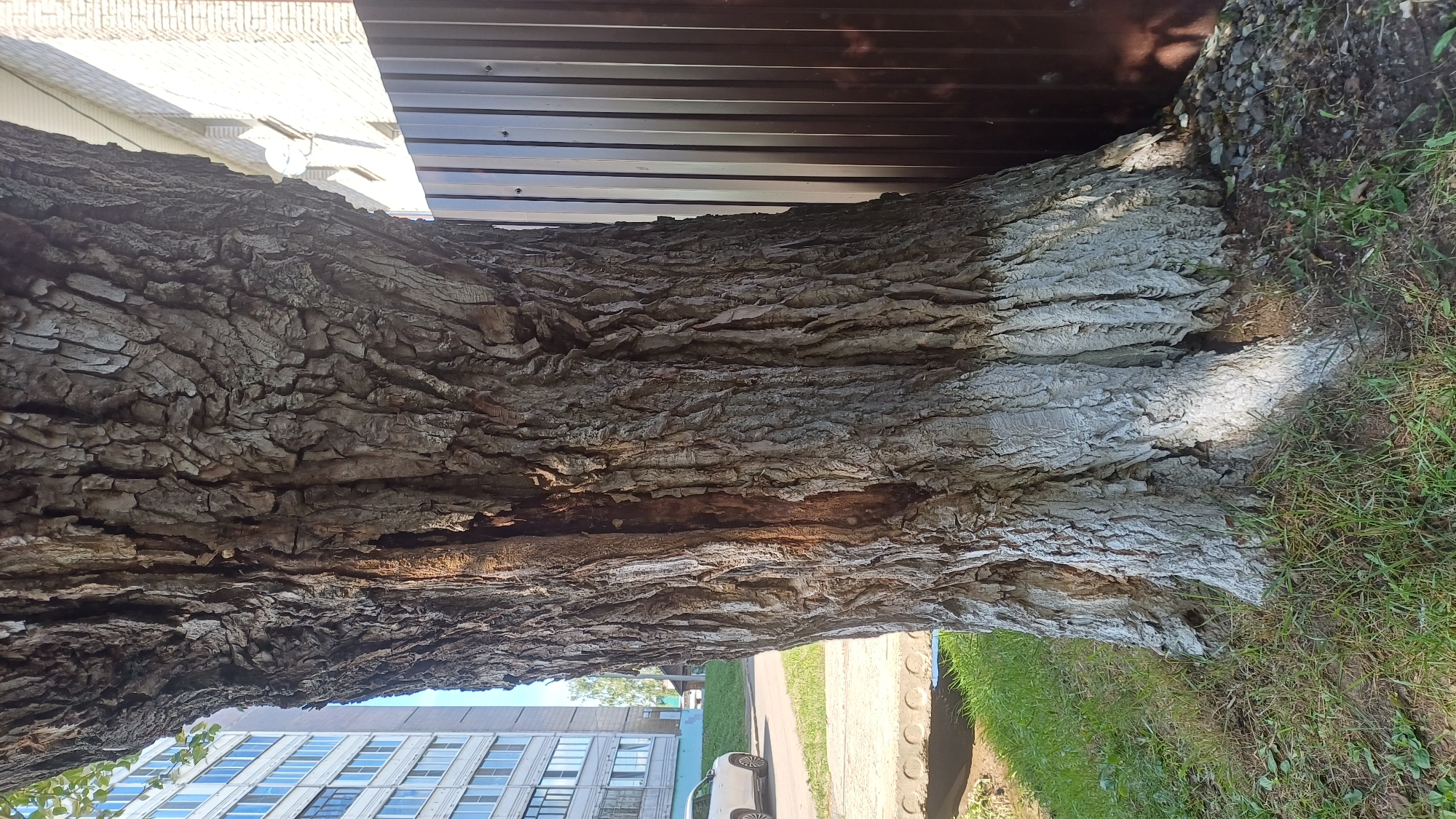A close-up, eye-level, vertical, full shot focuses on the thick, textured trunk of a mature tree with rough, deeply furrowed bark. The lower portion of the trunk is coated with white paint. A vertical crevice is visible on the left side of the trunk, revealing darker wood beneath. The tree is situated outdoors in a grassy area next to a dark brown corrugated metal fence. In the background to the left, a modern, multi-story apartment building with numerous windows is visible, along with a white car parked on a paved surface. The scene is illuminated by sunlight, casting shadows on the ground and the tree trunk. The location is identified as Izhevsk, Russia.