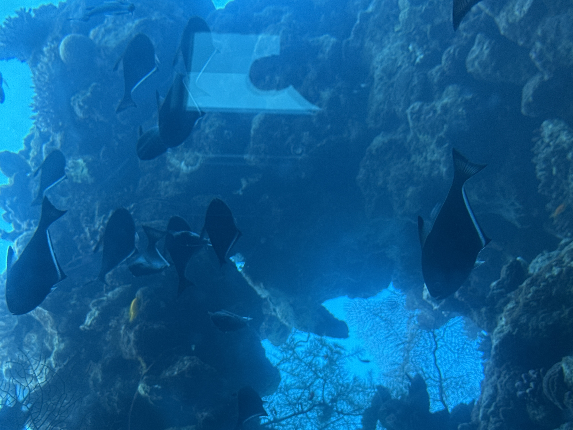 The image captures an underwater scene, likely within an aquarium or marine exhibit in Eilat, Israel. The predominant color is deep blue, characteristic of the ocean. Several fish, mostly dark-colored with some lighter markings, are visible swimming amongst coral formations and rocky structures. One fish in the foreground is particularly prominent, appearing to be a dark, elongated species. In the upper right portion of the image, a distorted reflection shows a person's silhouette, possibly a visitor observing the marine life. The environment appears to be a well-maintained aquatic habitat.
