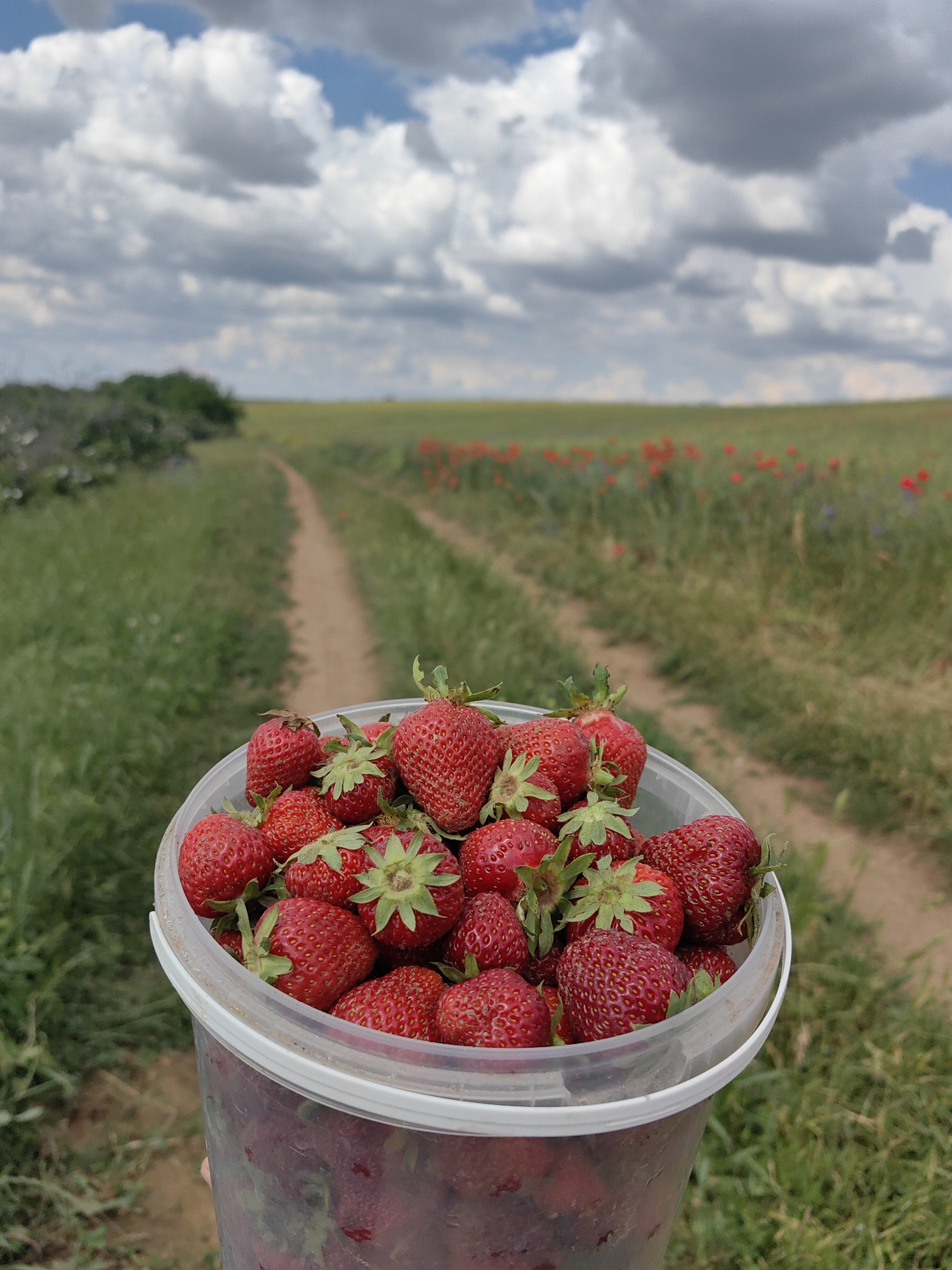 A clear plastic bucket, filled with ripe strawberries, is held up in the foreground. The bucket is positioned in front of a blurred background of a grassy field with a dirt path winding through it. In the distance, a field of red poppies adds a splash of color to the green landscape. The sky above is filled with dramatic, white and gray clouds against a bright blue sky. The image appears to be taken outdoors in a rural setting, possibly a farm or countryside.