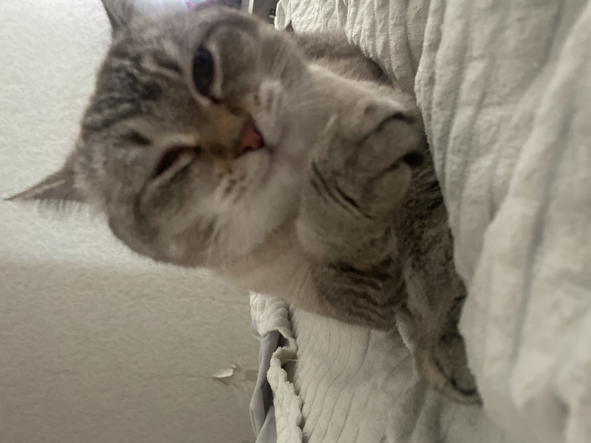 A tabby cat is lying on a bed covered with a white, textured blanket. The cat's head is close to the camera and it is looking towards the viewer with one eye partially closed. The background appears to be a wall. There is no indication of the city of Votkinsk, Russia in this image.
