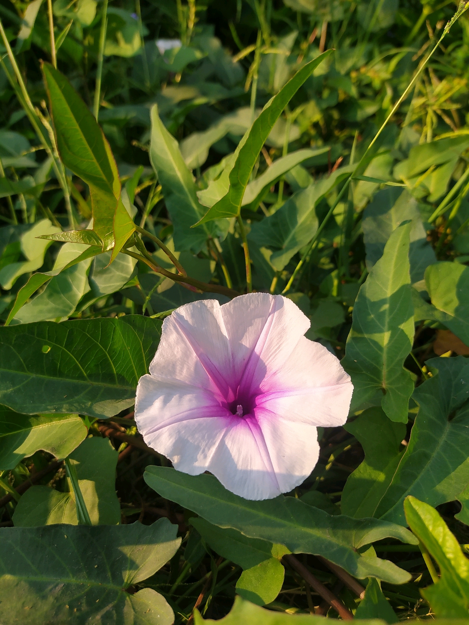 A close-up, high-angle shot captures a single, delicate white and pink flower blooming amidst lush green foliage. The flower, positioned in the center of the frame, exhibits a trumpet shape with five prominent petals, transitioning from a soft white at the edges to a vibrant pink at its core. The surrounding leaves are a deep green, some appearing glossy and others more matte, with visible veins. Sunlight casts gentle shadows across the leaves, suggesting it is either early morning or late afternoon. The background is a blur of green, indicating a natural outdoor setting, likely a garden or an open field. The scene is devoid of any human presence or activity.