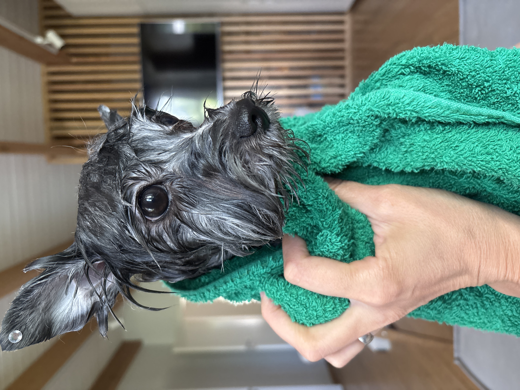 A close-up, eye-level, vertical shot shows a wet, gray-black dog with its head wrapped in a bright green towel, held by a person's hand. The dog's fur is matted and wet, with some stray hairs sticking out. Its large, dark eyes are wide open and looking slightly to the right. A small, clear rhinestone is visible on the tip of its left ear. The hand holding the towel is a light-skinned adult's, with a silver ring on the index finger. The background is out of focus, showing a wall with vertical wooden slats and a television screen. The environment suggests an indoor setting, possibly a home. The image does not provide information about the city of Chaikovsky, Russia.