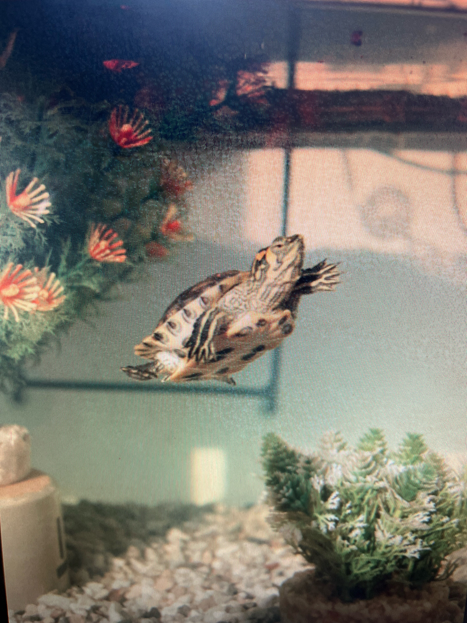 A red-eared slider turtle is swimming in an aquarium. The turtle is in the center of the image, facing left. Its shell is brown and green with red markings on its head. Its front legs are outstretched. In the background, there are artificial plants and decorations that resemble coral. The bottom of the aquarium is filled with small, light-colored pebbles. The lighting in the aquarium is dim, and the water is clear. The image was taken in Sejahtera, Indonesia.