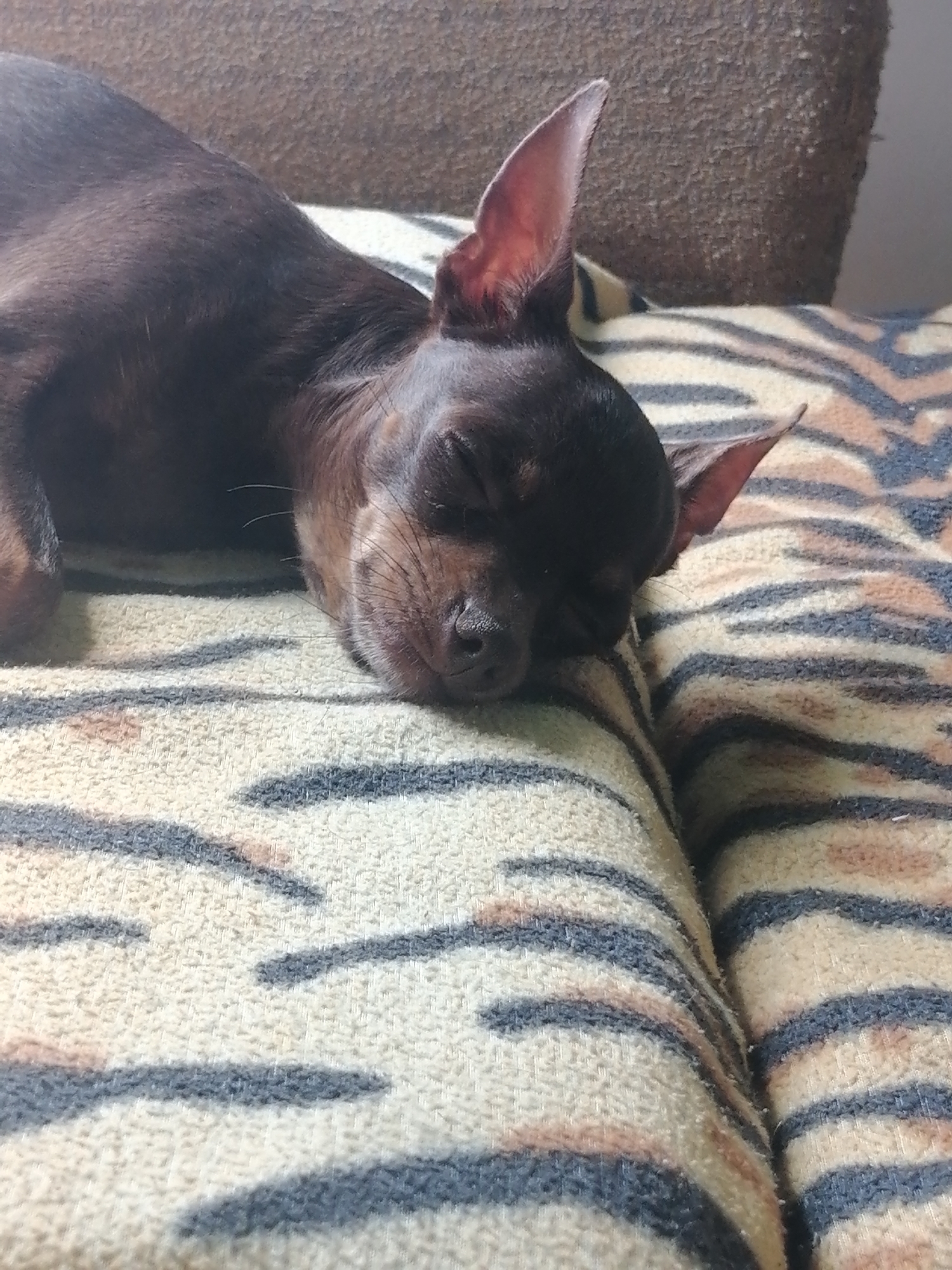 A small, dark-colored dog with large ears is sleeping on a textured surface. The dog is lying on its side, with its eyes closed and its head resting on its paws. The fur appears short and sleek. The surface it is lying on is a fabric with a tiger-striped pattern in shades of tan, black, and white. Behind the dog, a brown, rough-textured surface is visible. The lighting suggests an indoor environment. The image was taken in Novopokrovka, Russia.